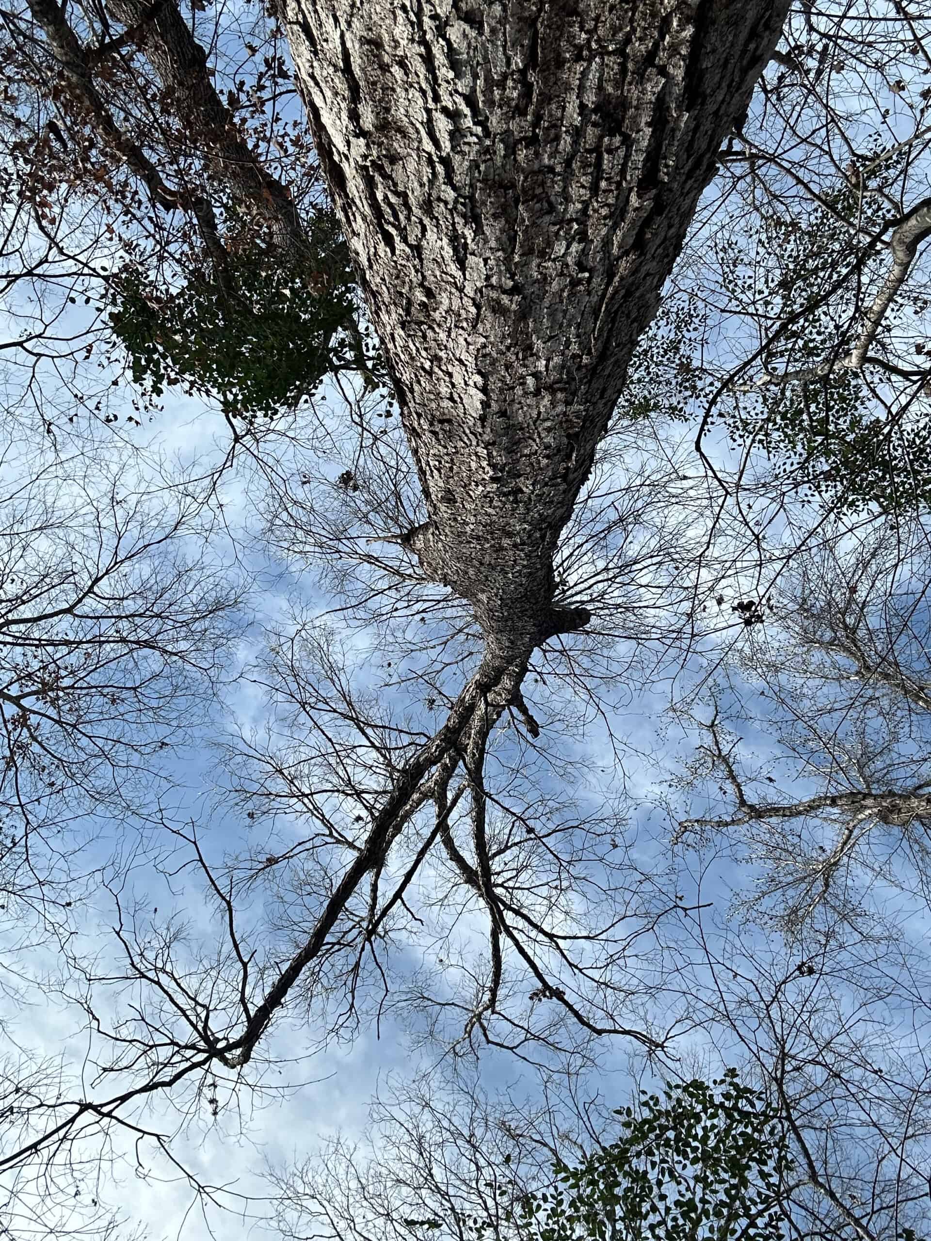 East Texas Hunting/Recreational Tract For Sale