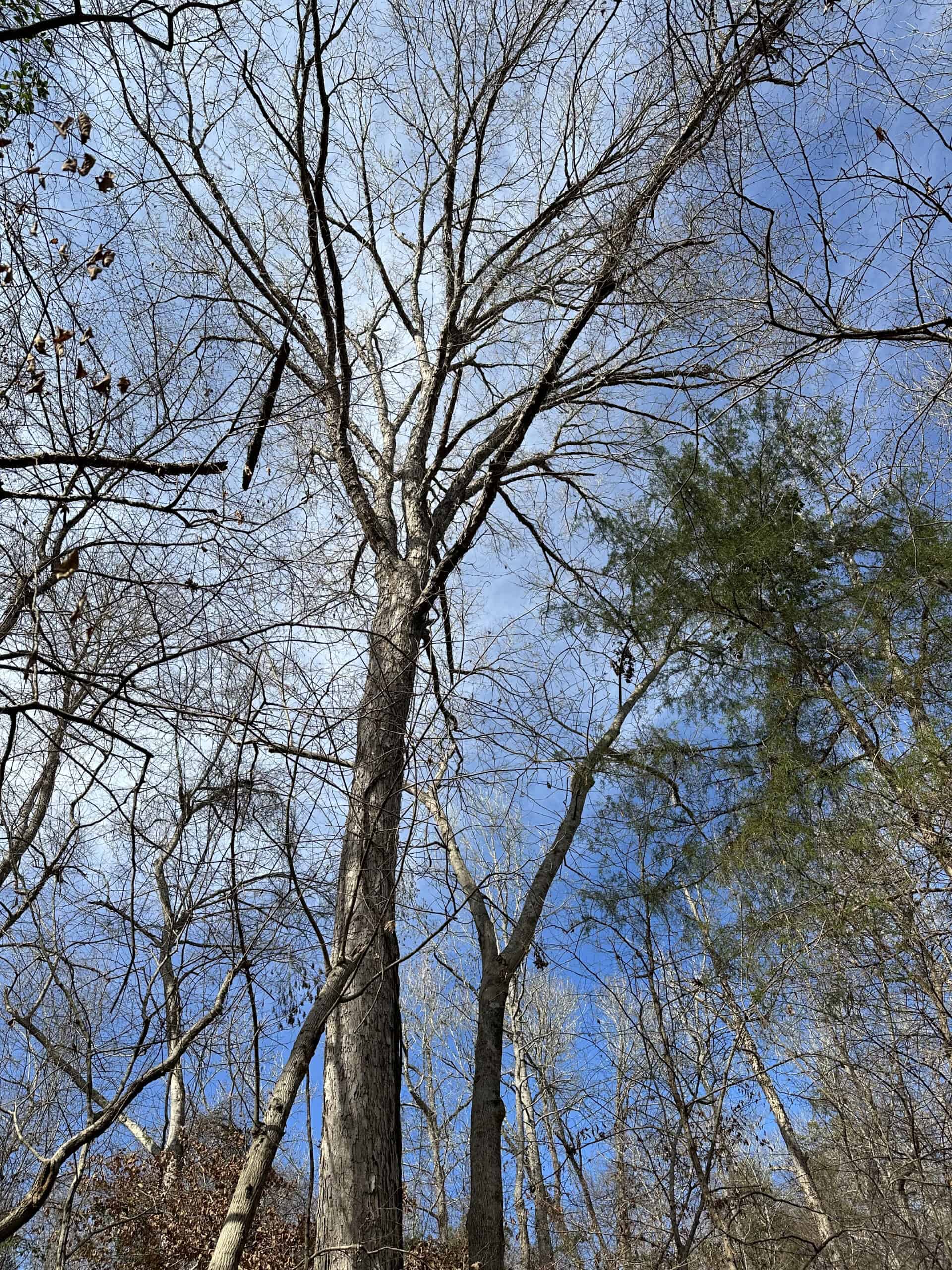 East Texas Hunting/Recreational Tract For Sale