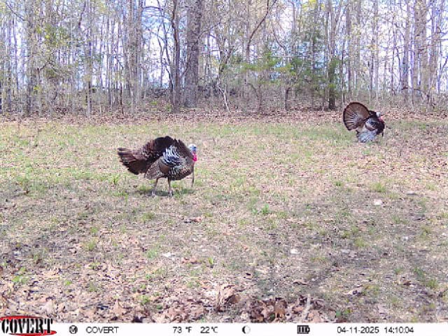 LAND FOR SALE IN THE ARKANSAS OZARK MOUNTAINS