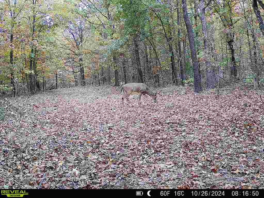 LAND FOR SALE IN THE ARKANSAS OZARK MOUNTAINS