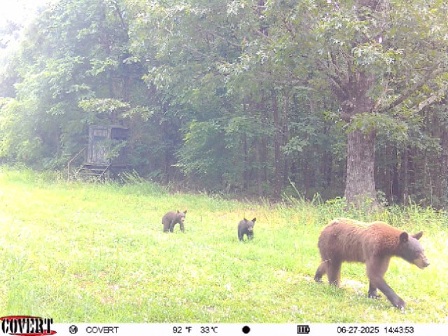 LAND FOR SALE IN THE ARKANSAS OZARK MOUNTAINS