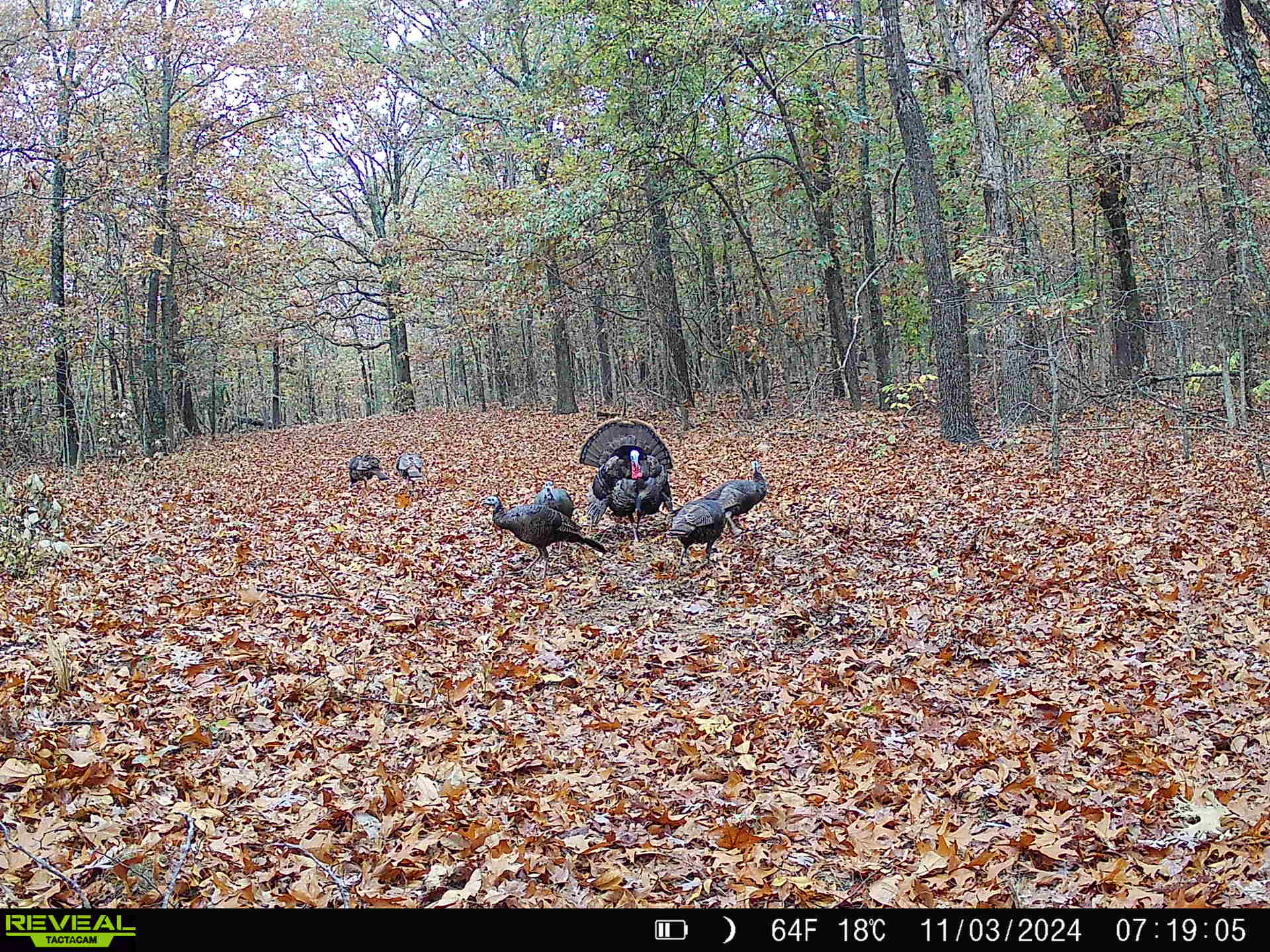 LAND FOR SALE IN THE ARKANSAS OZARK MOUNTAINS
