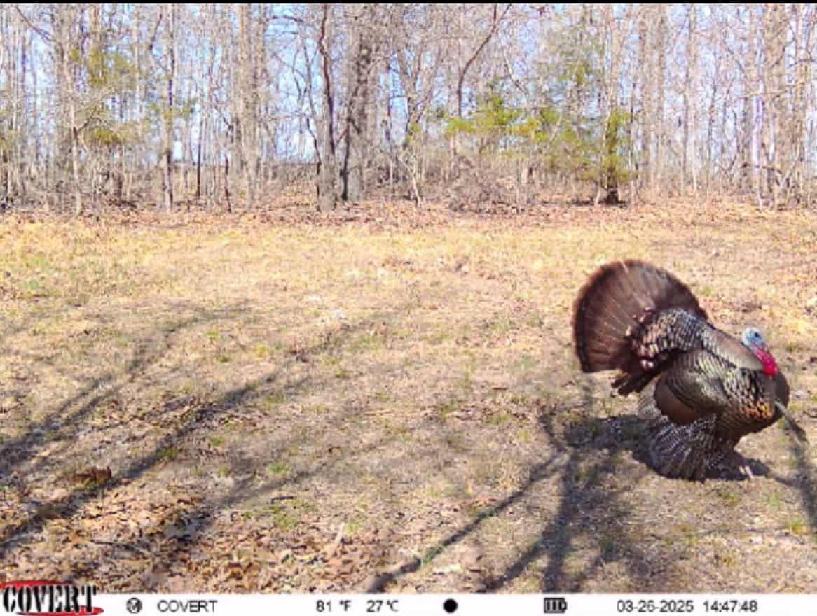 LAND FOR SALE IN THE ARKANSAS OZARK MOUNTAINS