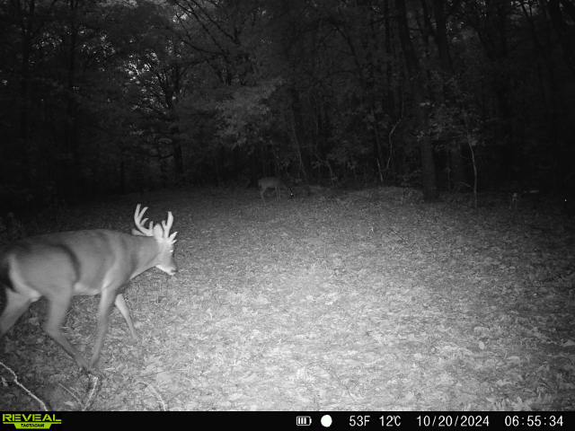 LAND FOR SALE IN THE ARKANSAS OZARK MOUNTAINS
