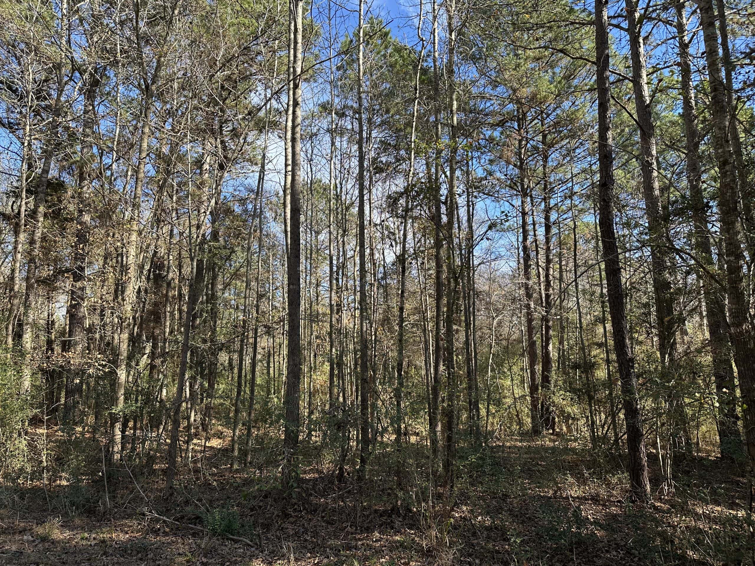 East Texas Hunting/Recreational High Fence Land For Sale