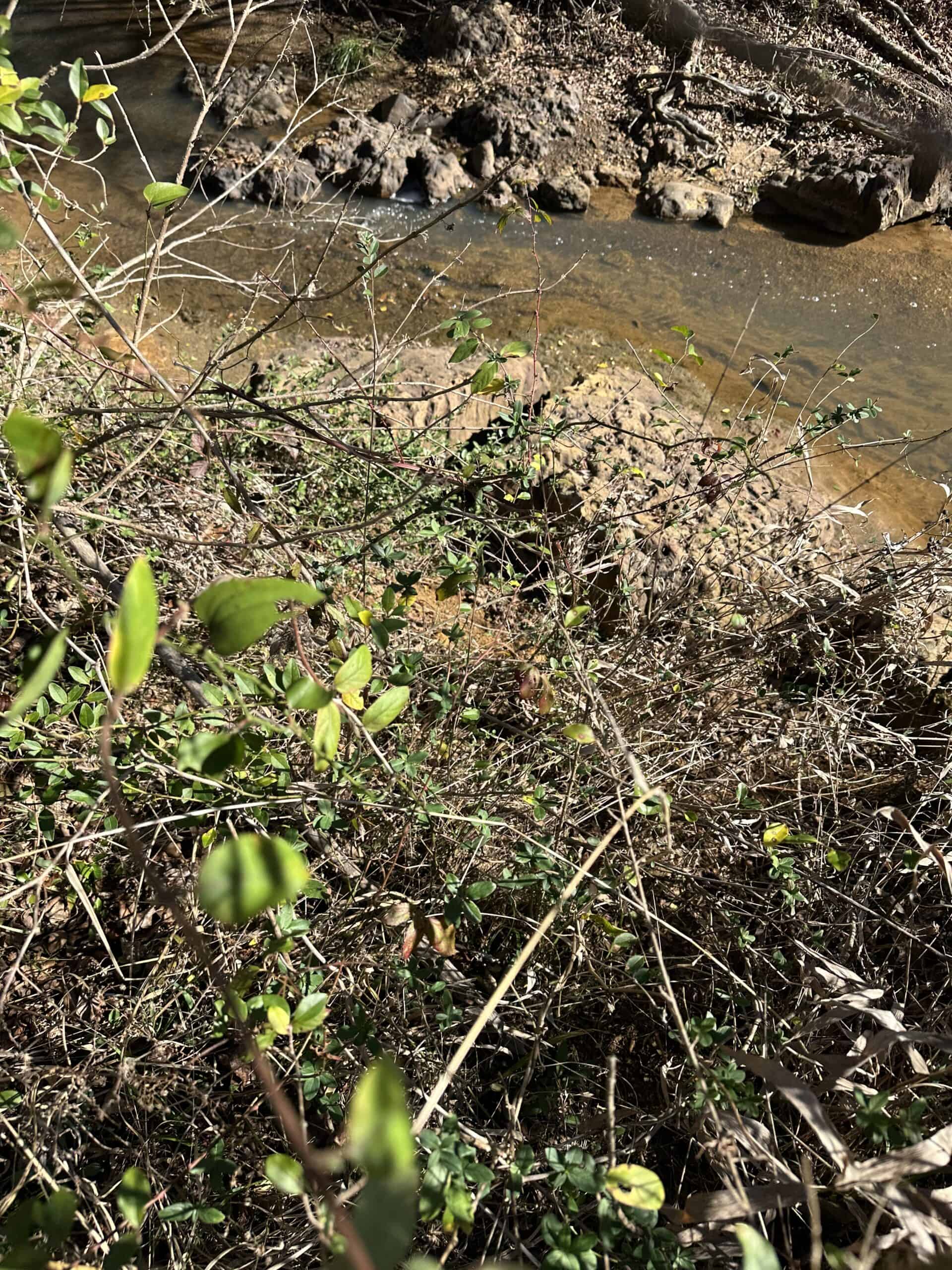 East Texas Hunting/Recreational High Fence Land For Sale