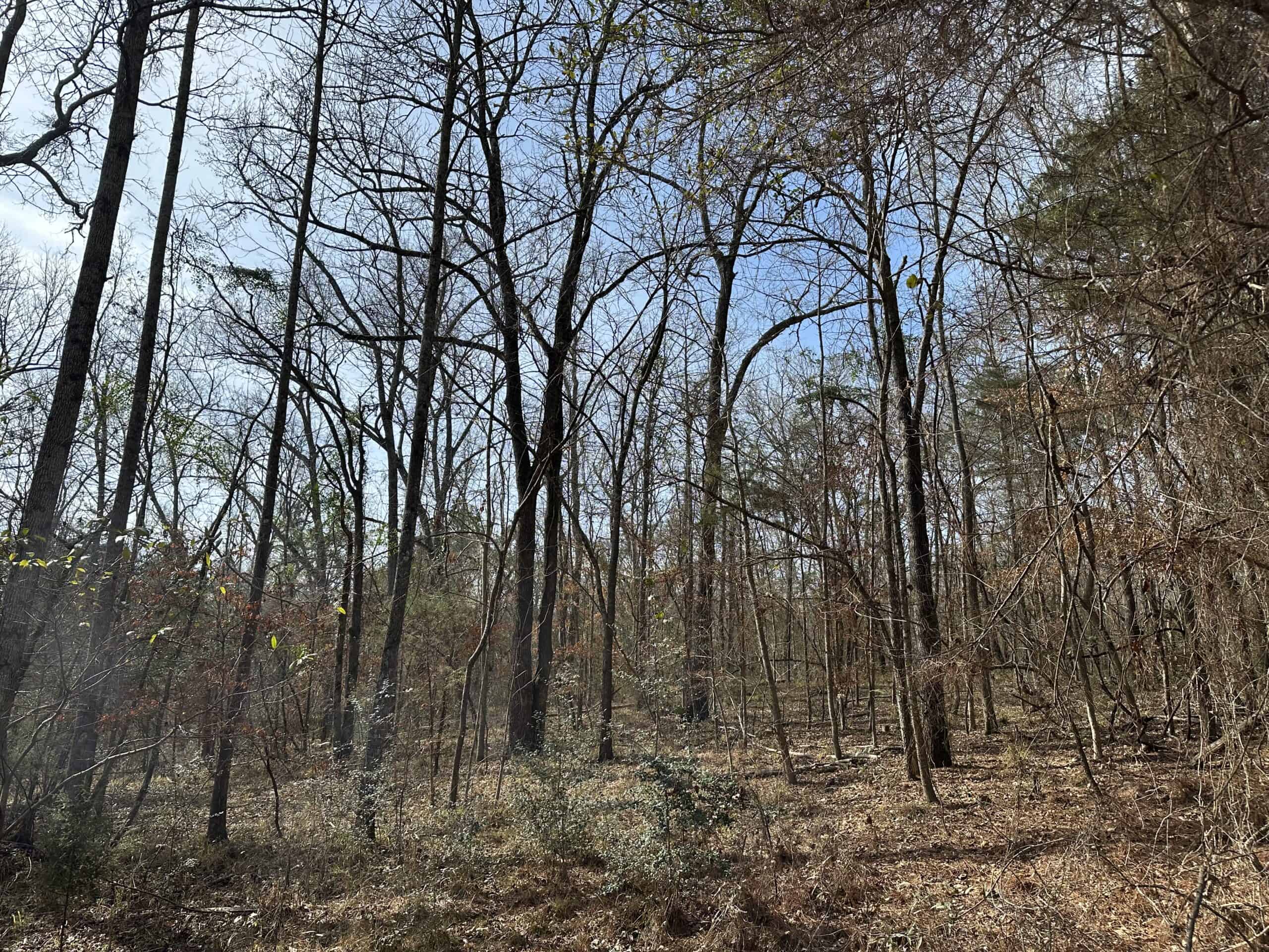 East Texas Hunting/Recreational Tract For Sale