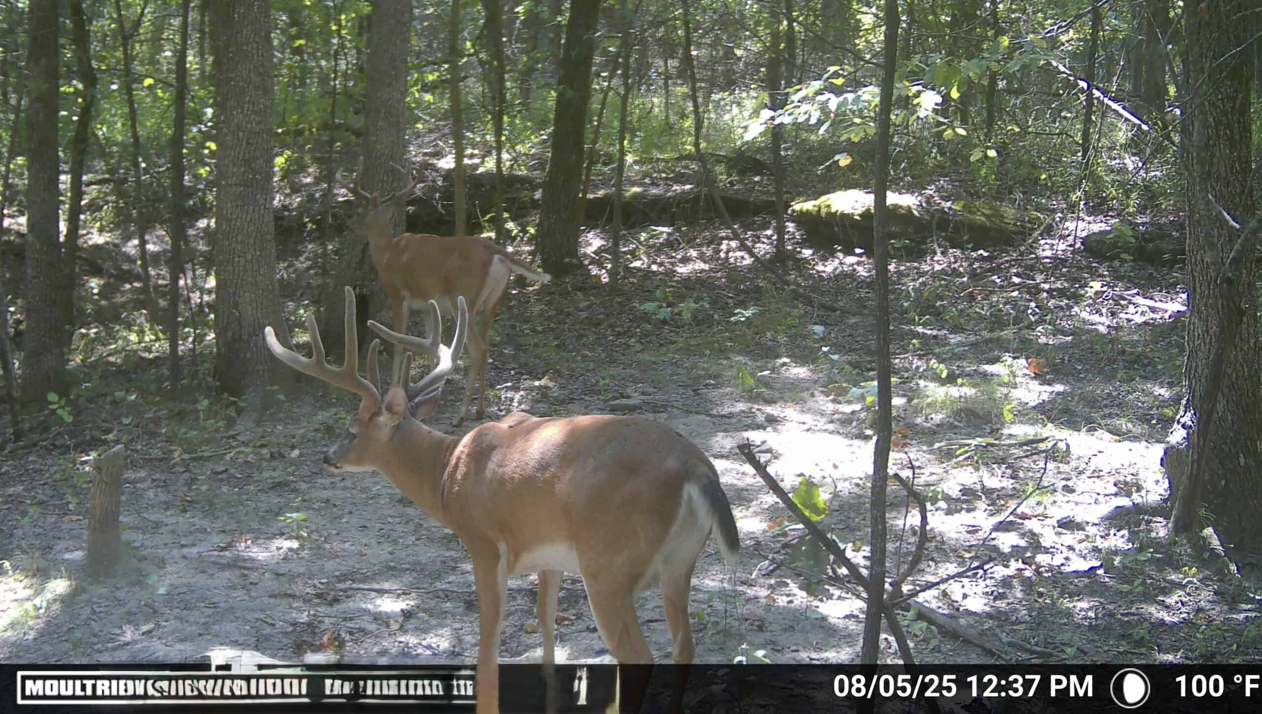 LAND FOR SALE IN THE ARKANSAS OZARK MOUNTAINS