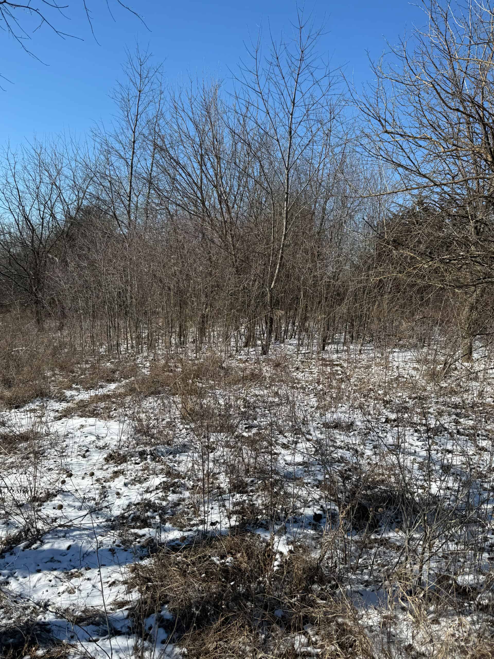 110 +/- Acres | Rathbun Lake Hunting & Investment Farm