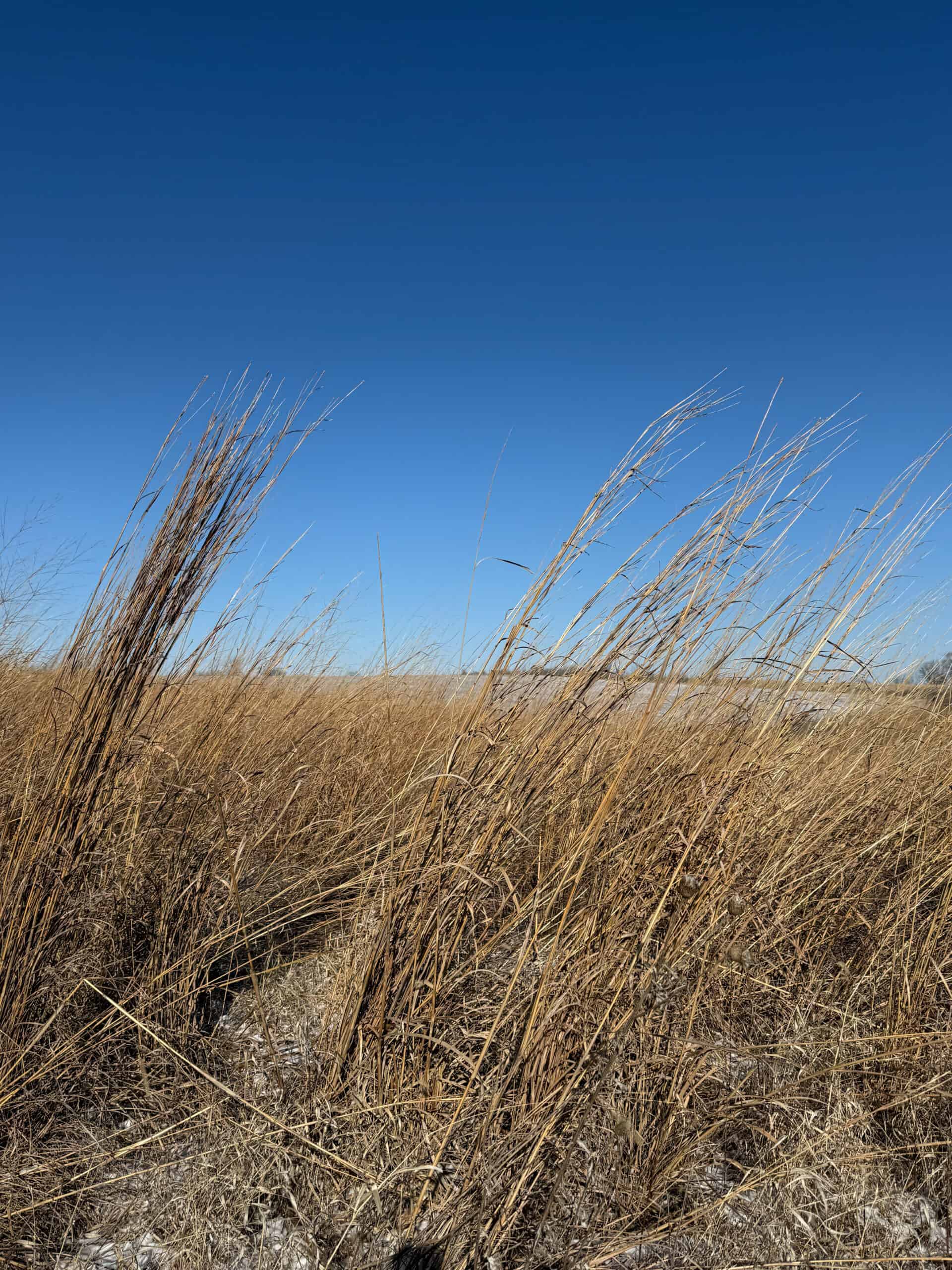 110 +/- Acres | Rathbun Lake Hunting & Investment Farm