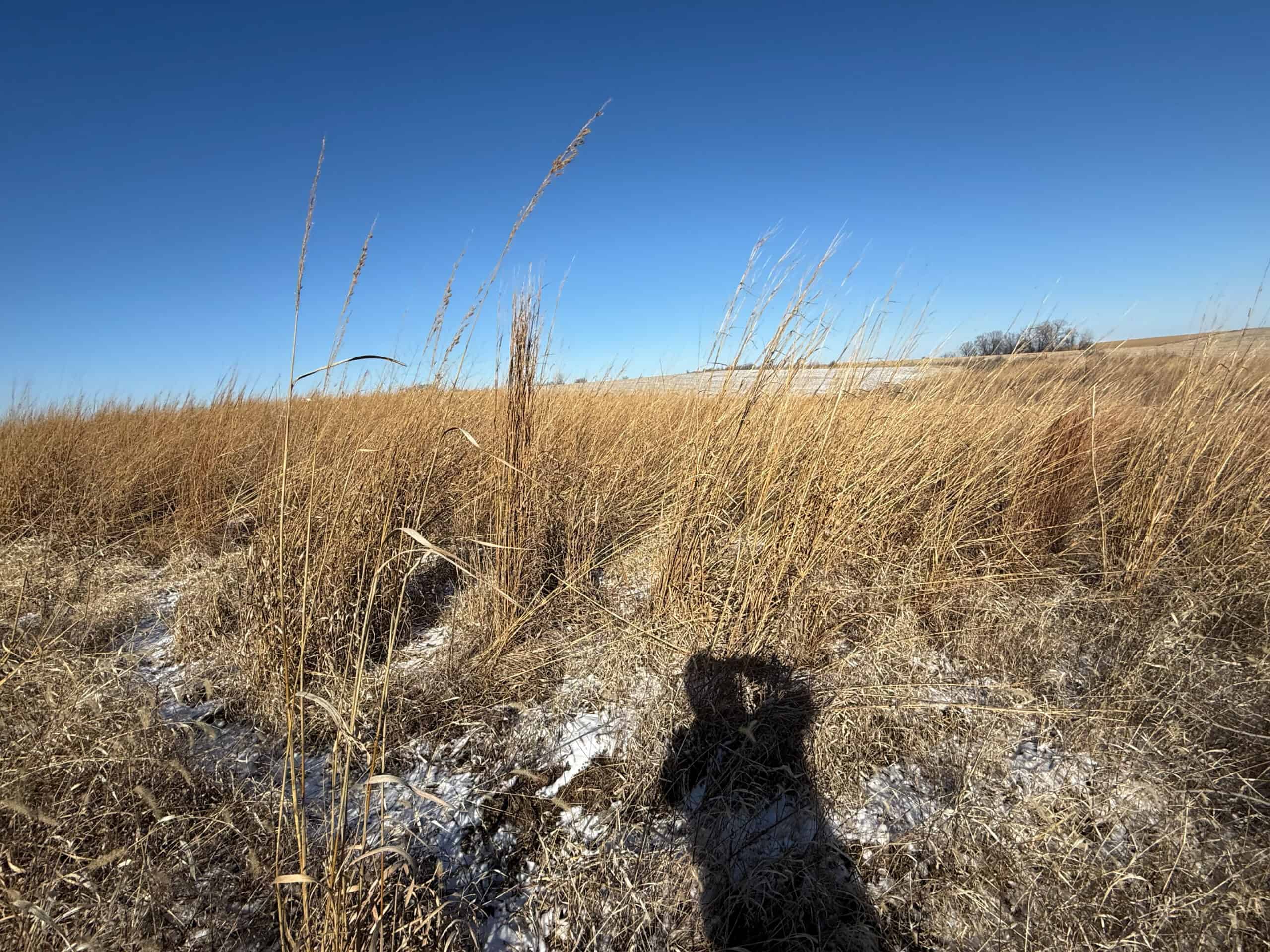 110 +/- Acres | Rathbun Lake Hunting & Investment Farm