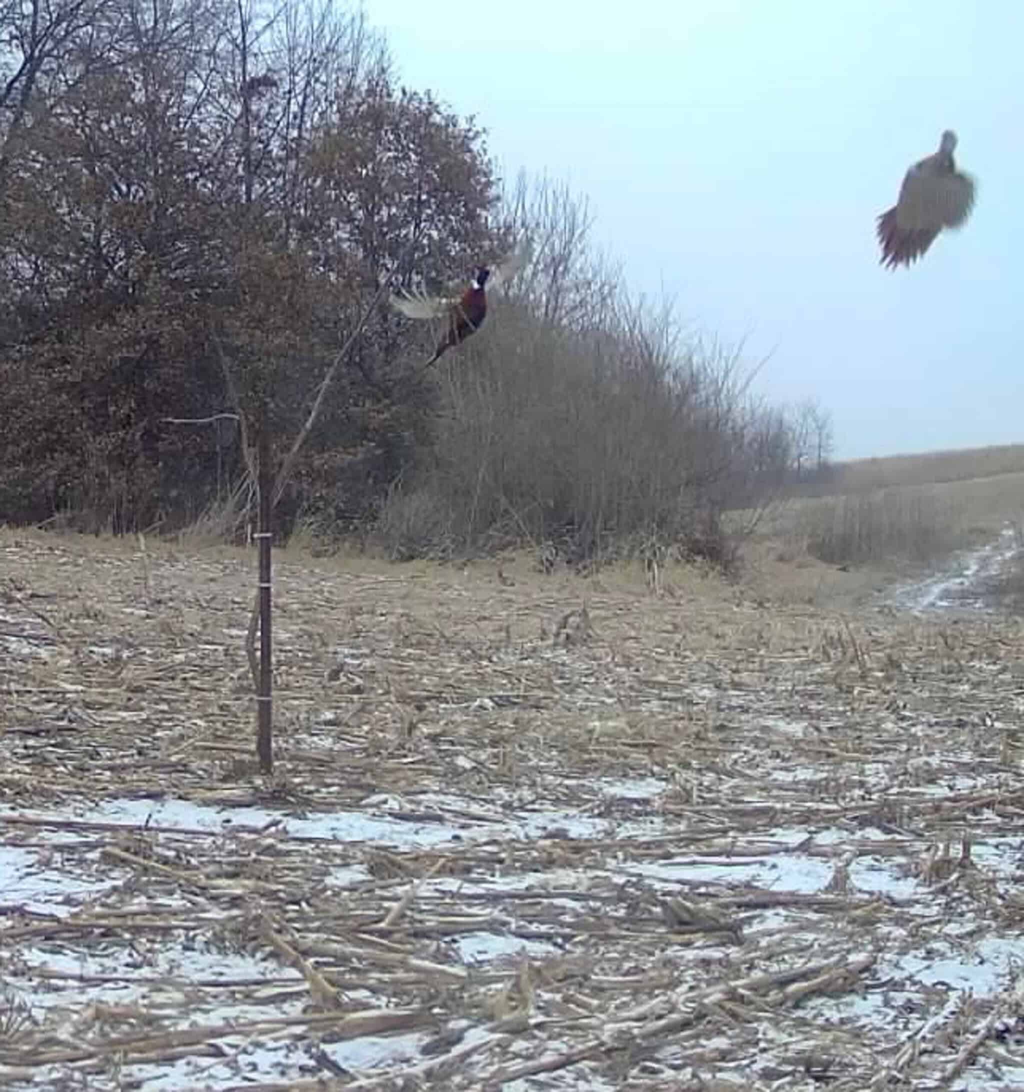 110 +/- Acres | Rathbun Lake Hunting & Investment Farm