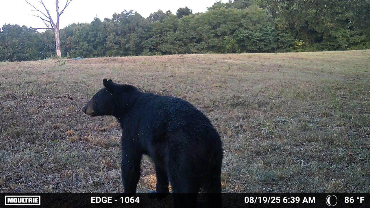 LAND FOR SALE IN THE ARKANSAS OZARK MOUNTAINS