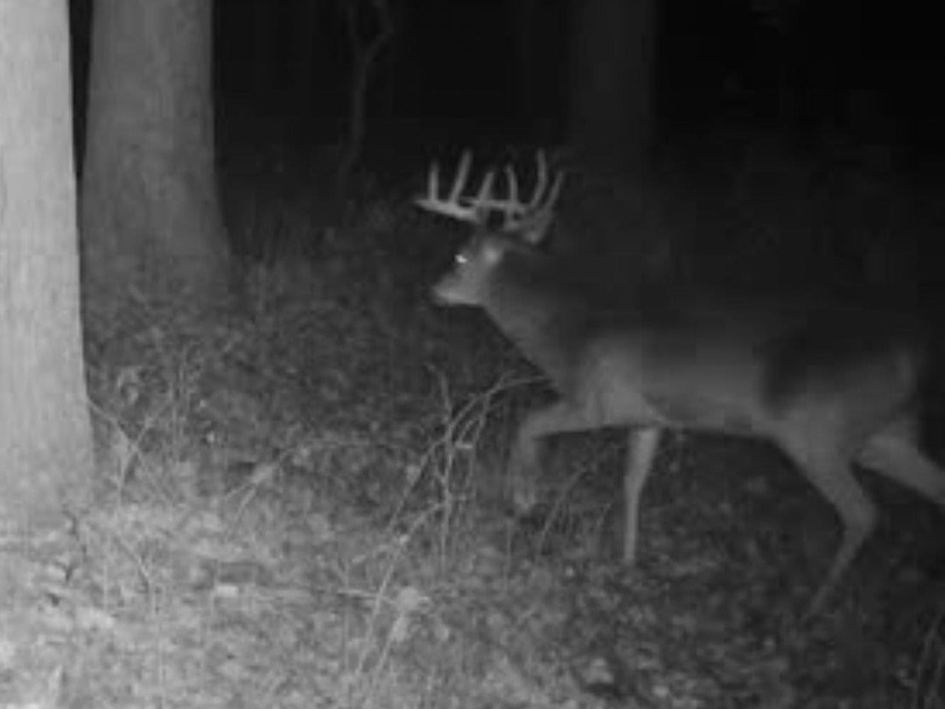 Secluded 40-Acre Property With Prime Hunting and Peaceful Country Living