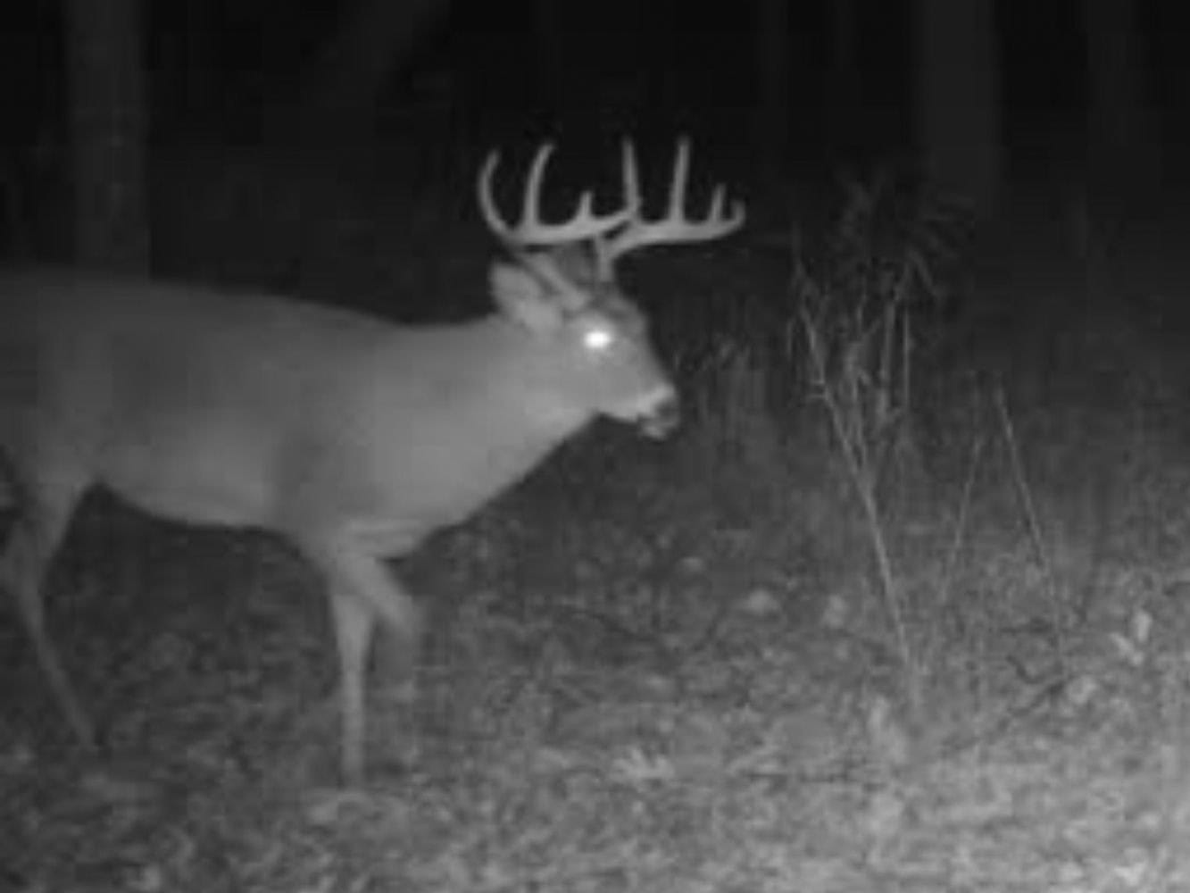 Secluded 40-Acre Property With Prime Hunting and Peaceful Country Living