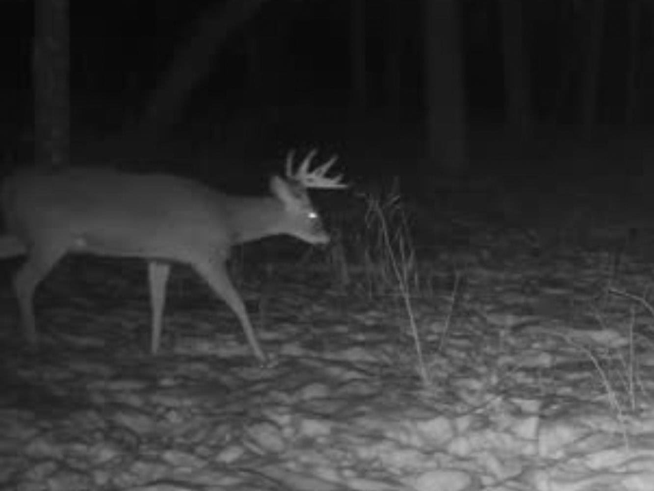 Secluded 40-Acre Property With Prime Hunting and Peaceful Country Living