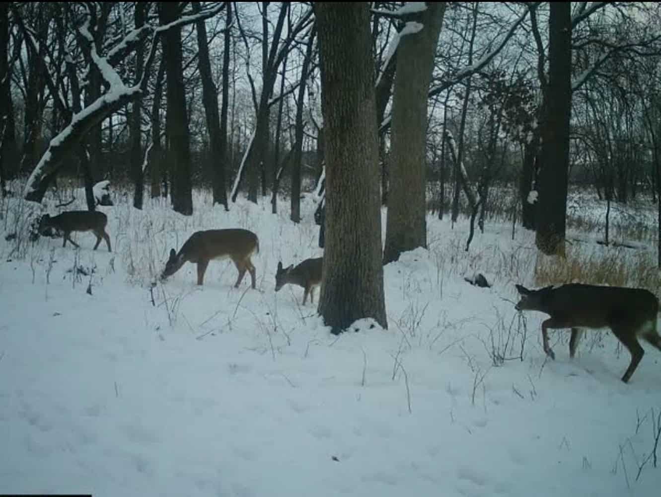 Secluded 40-Acre Property With Prime Hunting and Peaceful Country Living