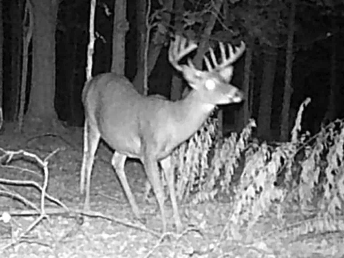 Secluded 40-Acre Property With Prime Hunting and Peaceful Country Living