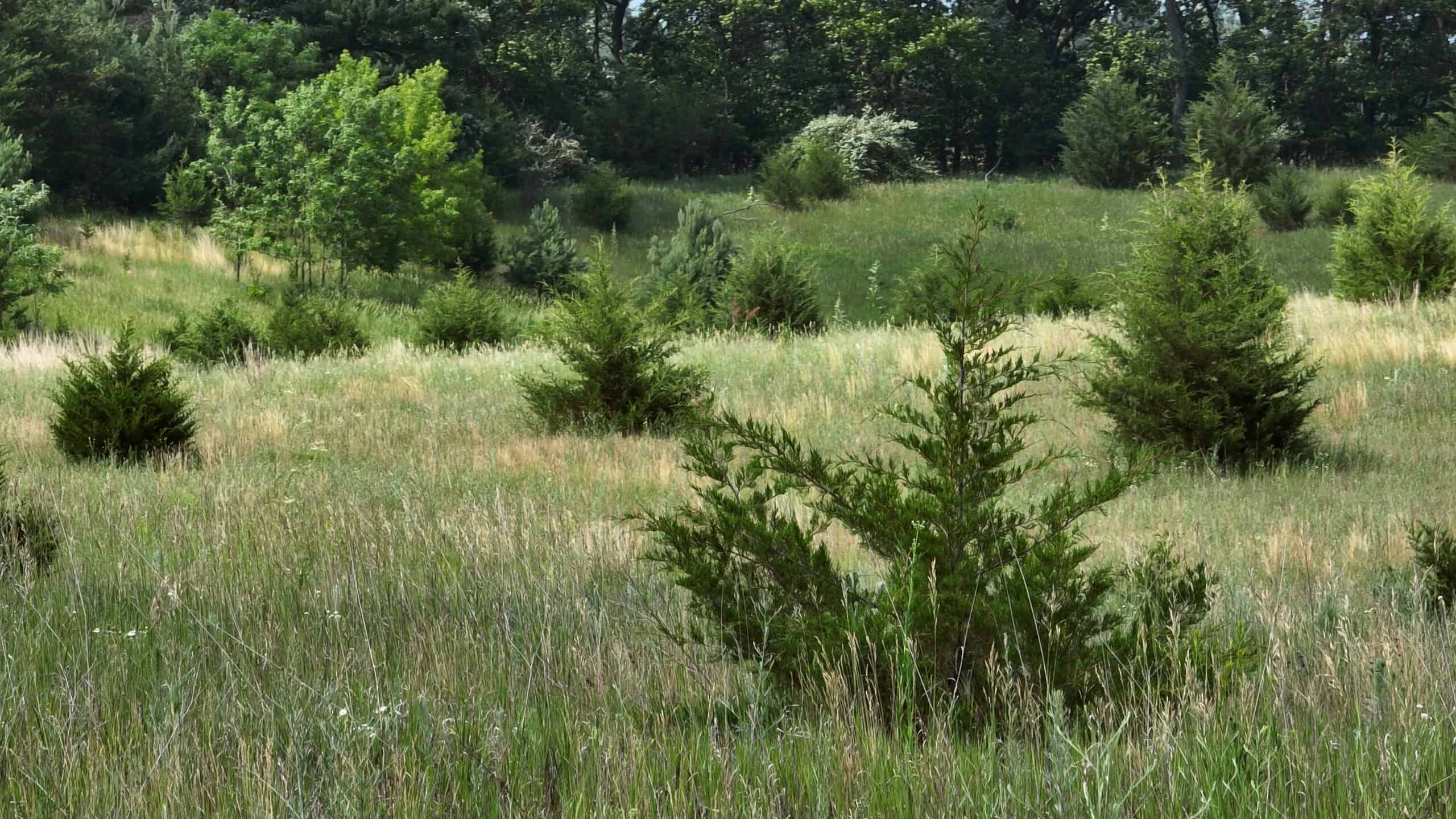 100-Acre Legacy Recreational Tract with Dual Road Frontage | Adams County, Wisconsin