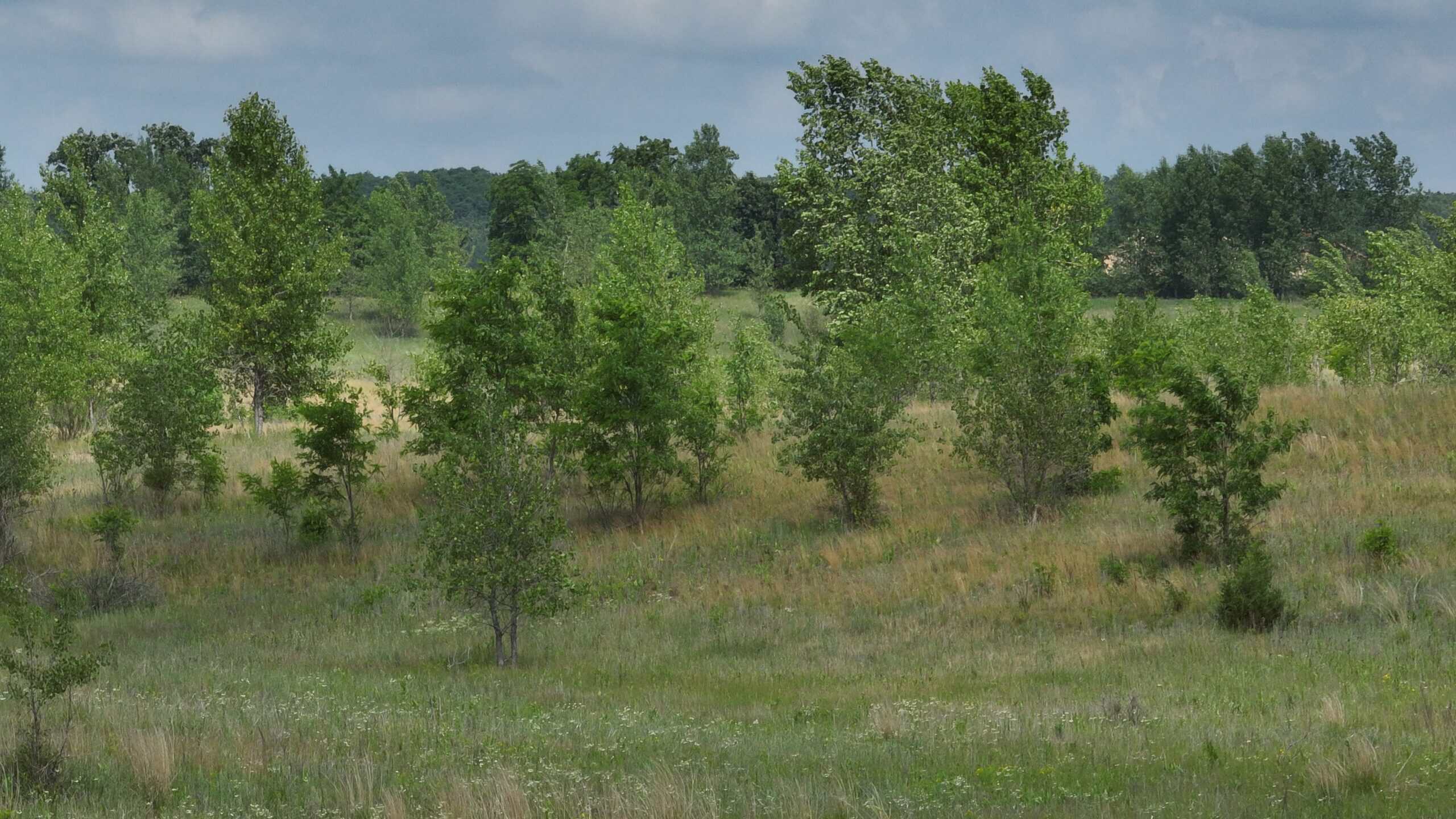 100-Acre Legacy Recreational Tract with Dual Road Frontage | Adams County, Wisconsin