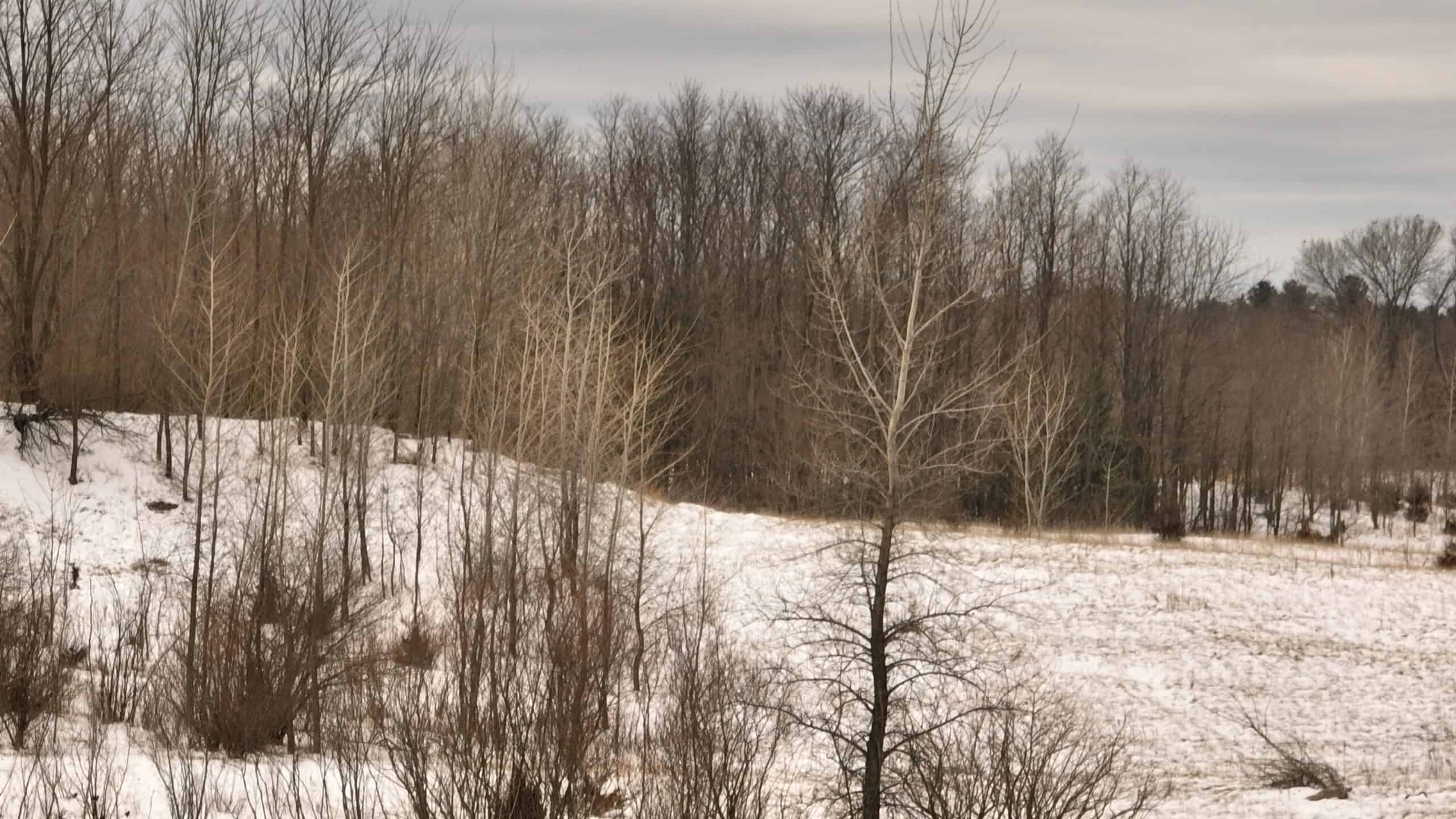 100-Acre Legacy Recreational Tract with Dual Road Frontage | Adams County, Wisconsin