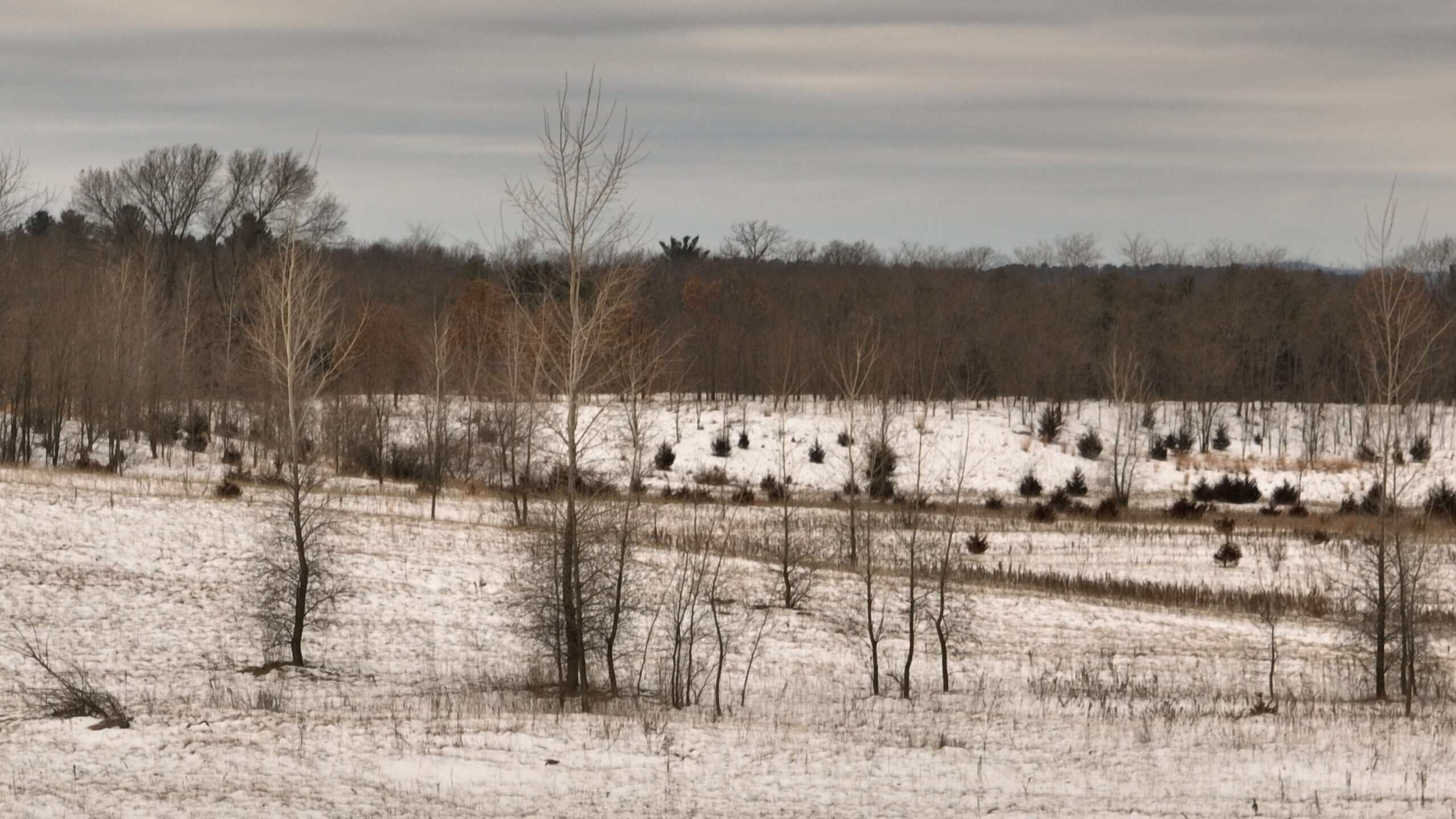 100-Acre Legacy Recreational Tract with Dual Road Frontage | Adams County, Wisconsin