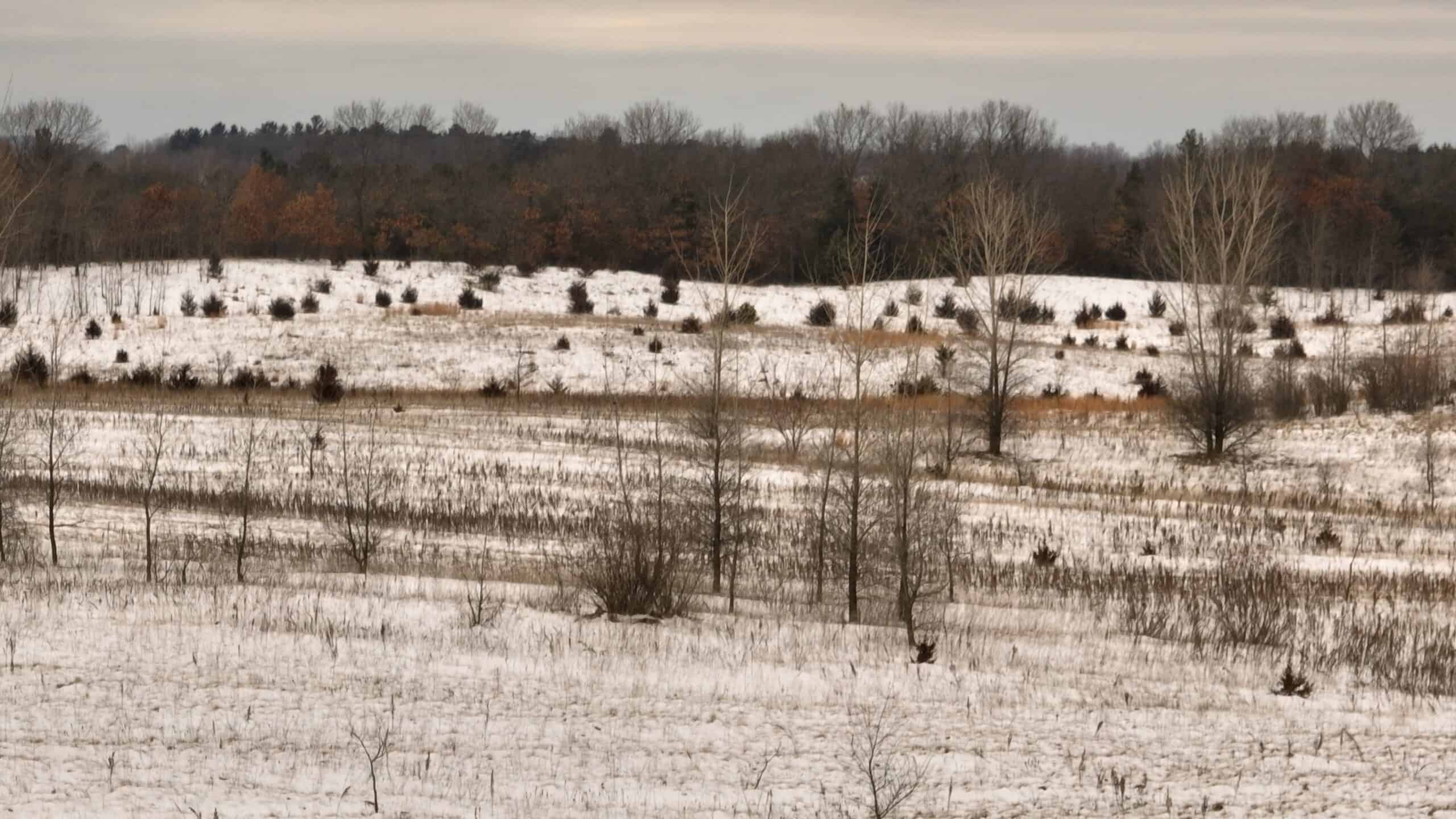 100-Acre Legacy Recreational Tract with Dual Road Frontage | Adams County, Wisconsin