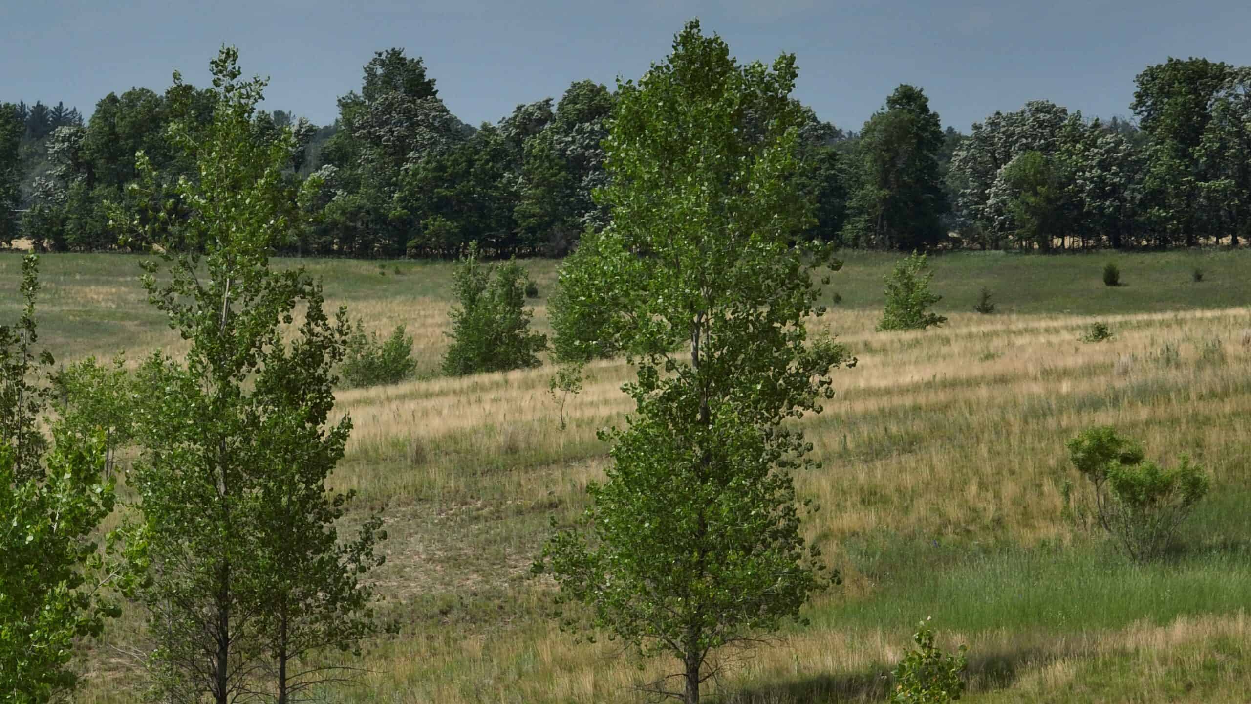 100-Acre Legacy Recreational Tract with Dual Road Frontage | Adams County, Wisconsin