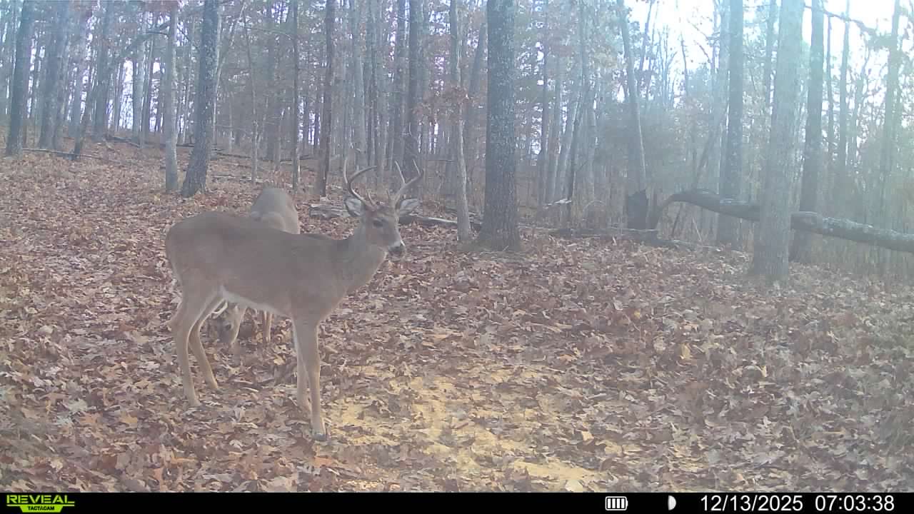 HUNTING AND RECREATIONAL LAND FOR SALE IN ARKANSAS