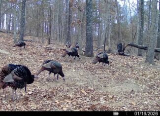 HUNTING AND RECREATIONAL LAND FOR SALE IN ARKANSAS