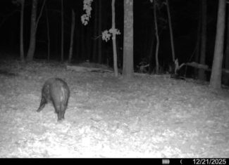 HUNTING AND RECREATIONAL LAND FOR SALE IN ARKANSAS
