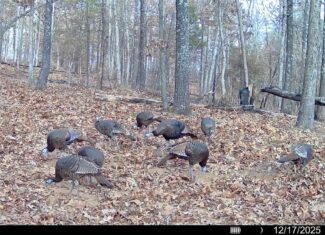 HUNTING AND RECREATIONAL LAND FOR SALE IN ARKANSAS