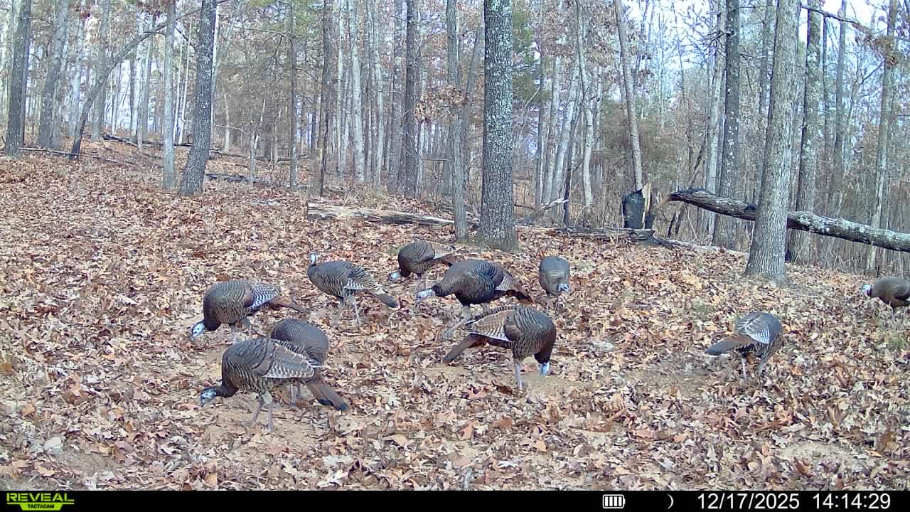 HUNTING AND RECREATIONAL LAND FOR SALE IN ARKANSAS