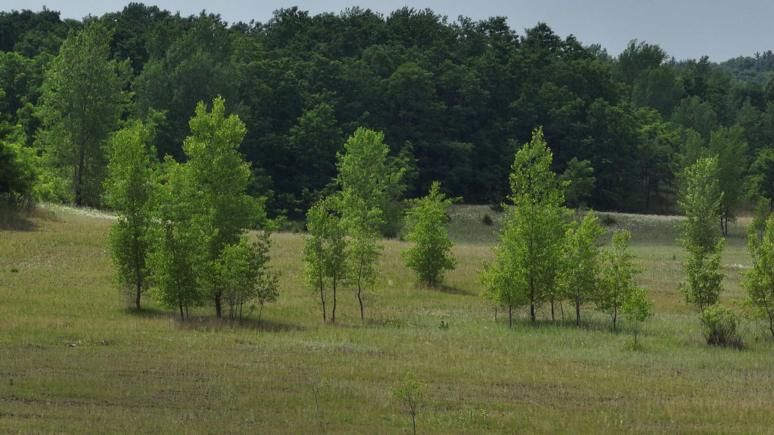 100-Acre Legacy Recreational Tract with Dual Road Frontage | Adams County, Wisconsin