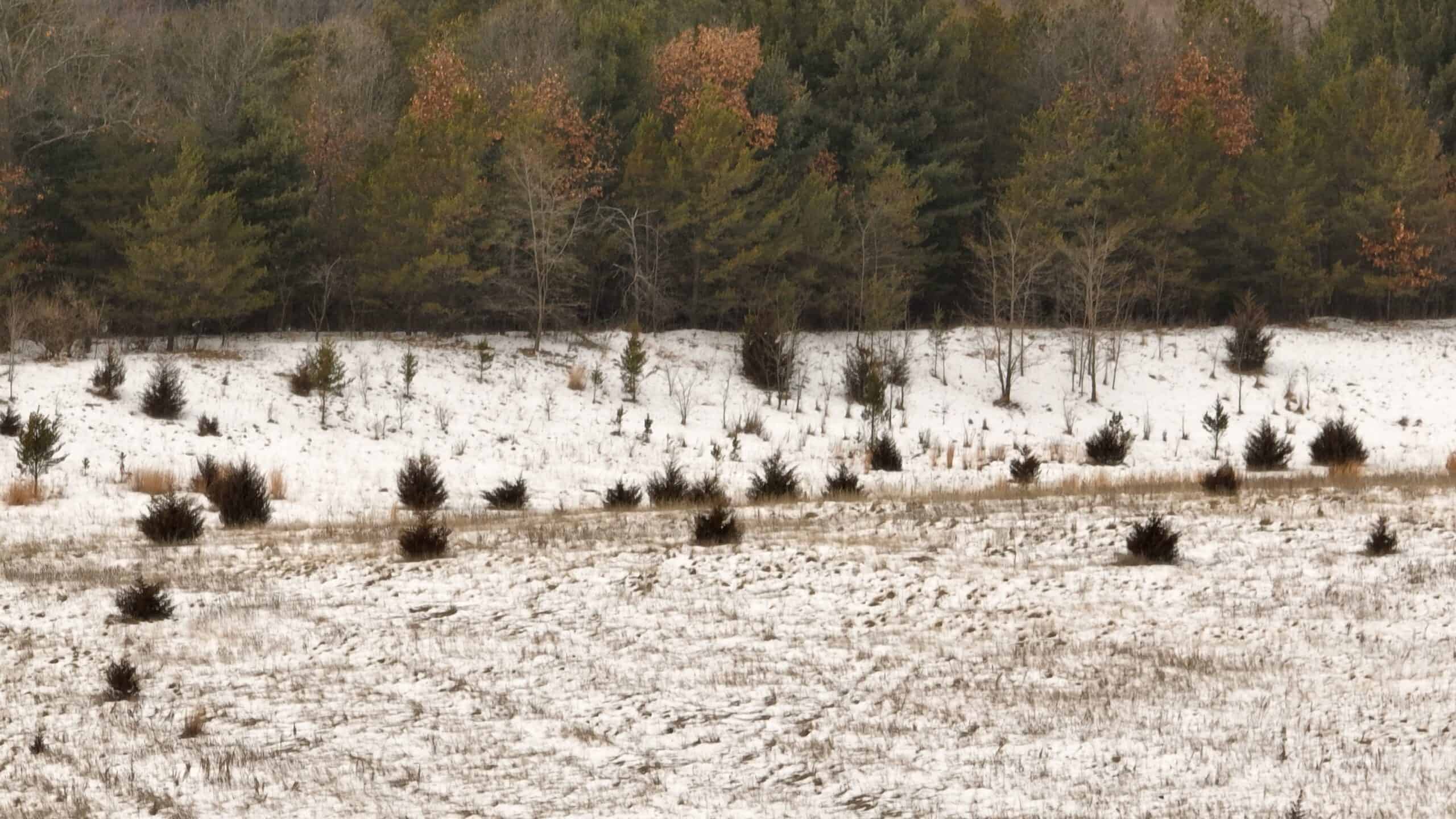 100-Acre Legacy Recreational Tract with Dual Road Frontage | Adams County, Wisconsin
