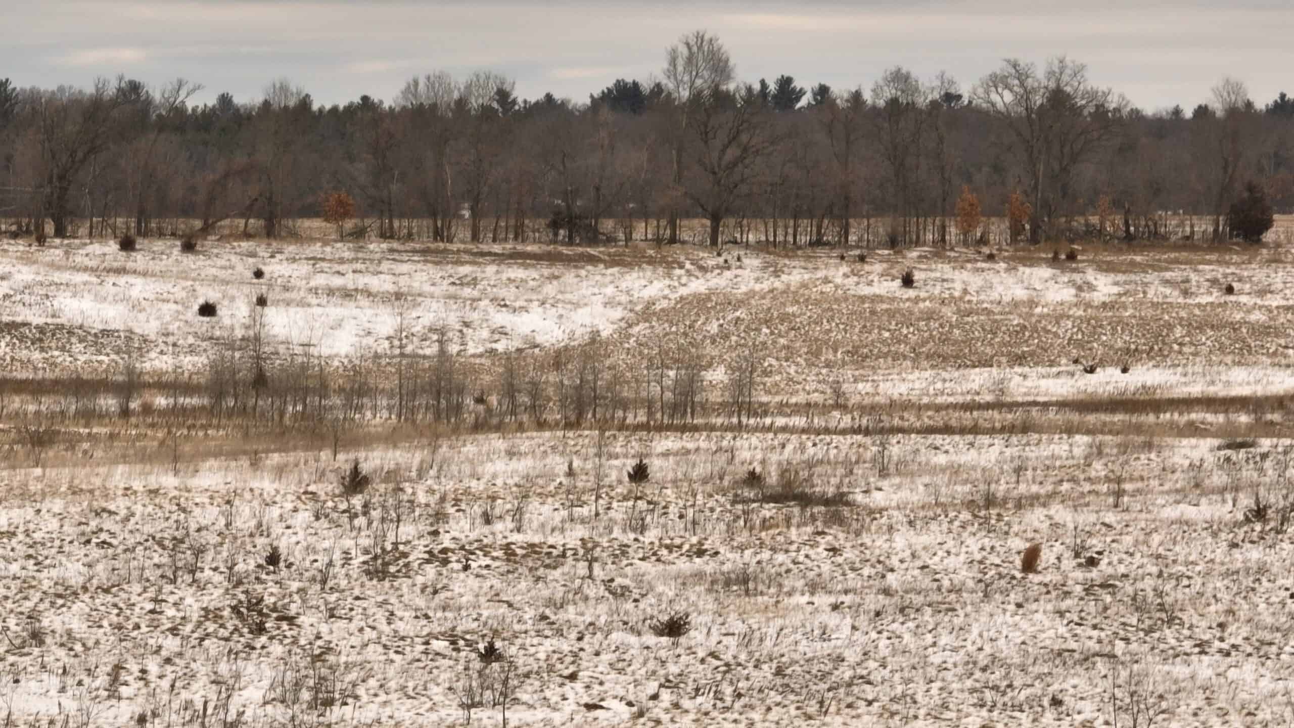 100-Acre Legacy Recreational Tract with Dual Road Frontage | Adams County, Wisconsin