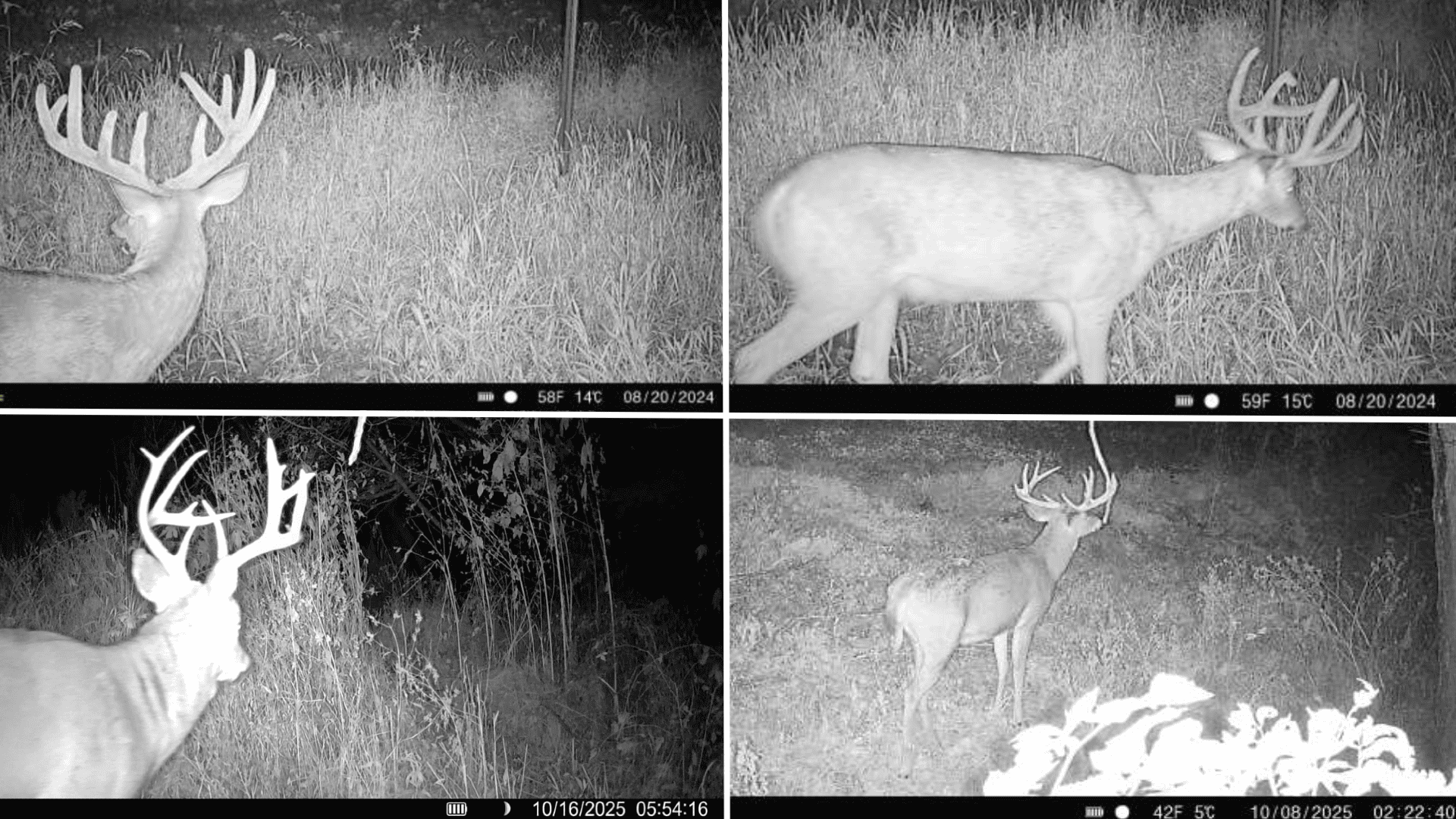Blufftop Whitetail Estate – 39.21 Acres with Log Home & Trophy Deer Habitat in Richland County