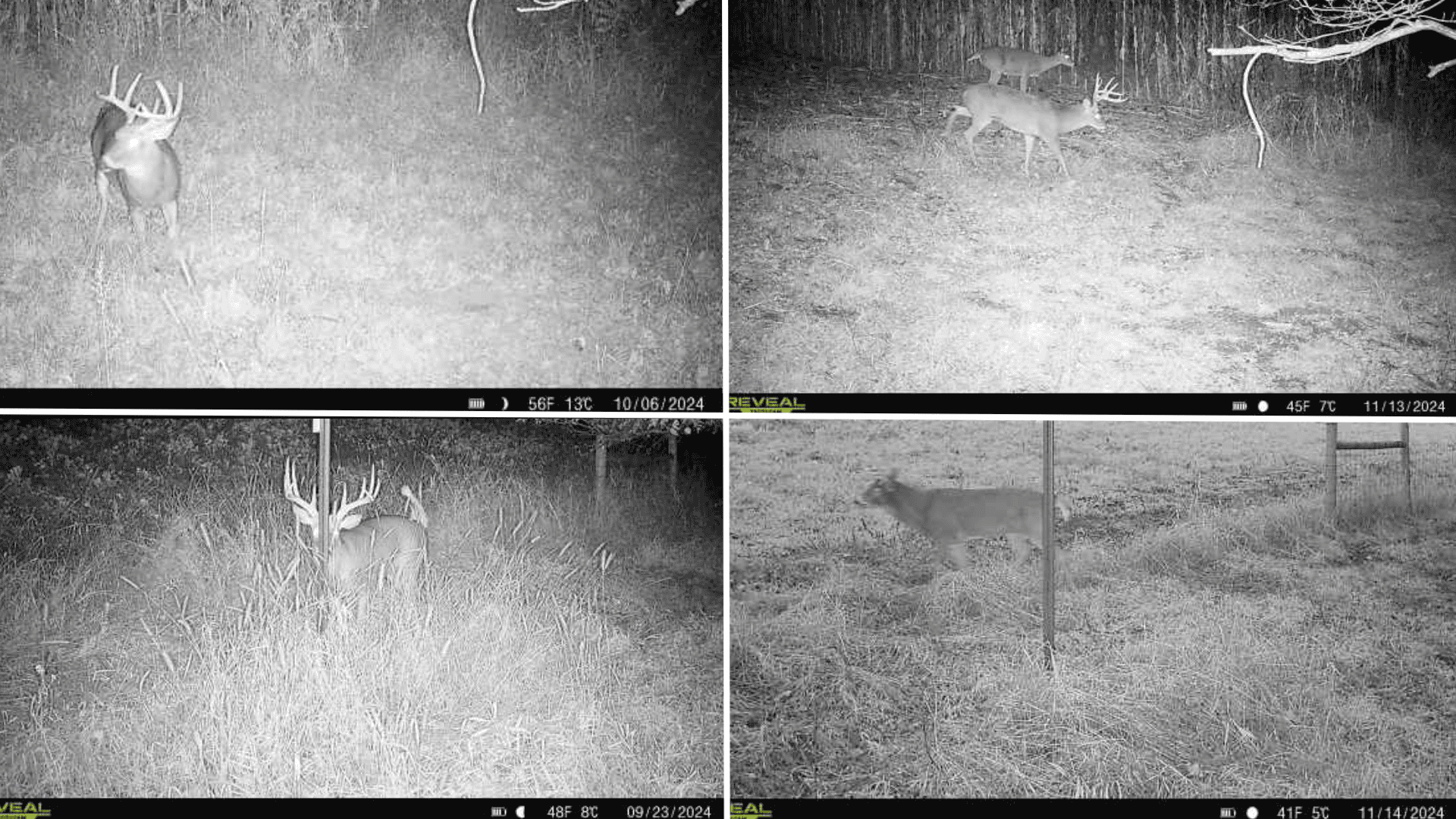 Blufftop Whitetail Estate – 39.21 Acres with Log Home & Trophy Deer Habitat in Richland County