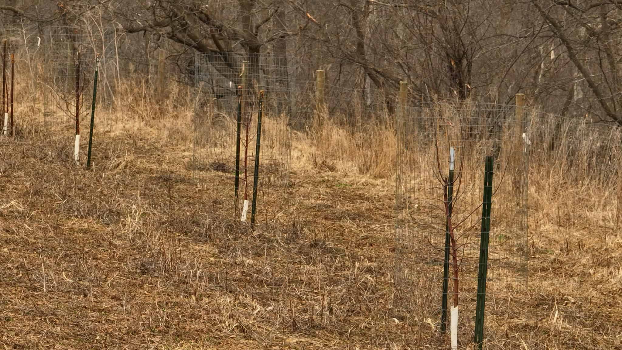Blufftop Whitetail Estate – 39.21 Acres with Log Home & Trophy Deer Habitat in Richland County