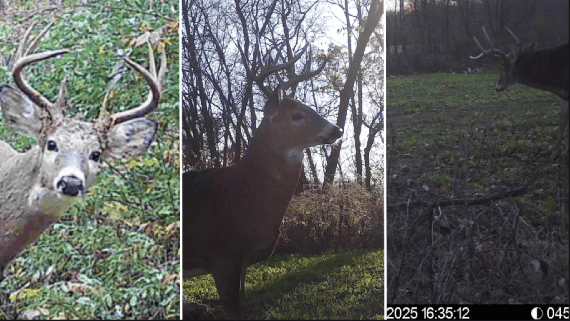 Updated Country Home with 77.8 Acres of Prime Whitetail Hunting