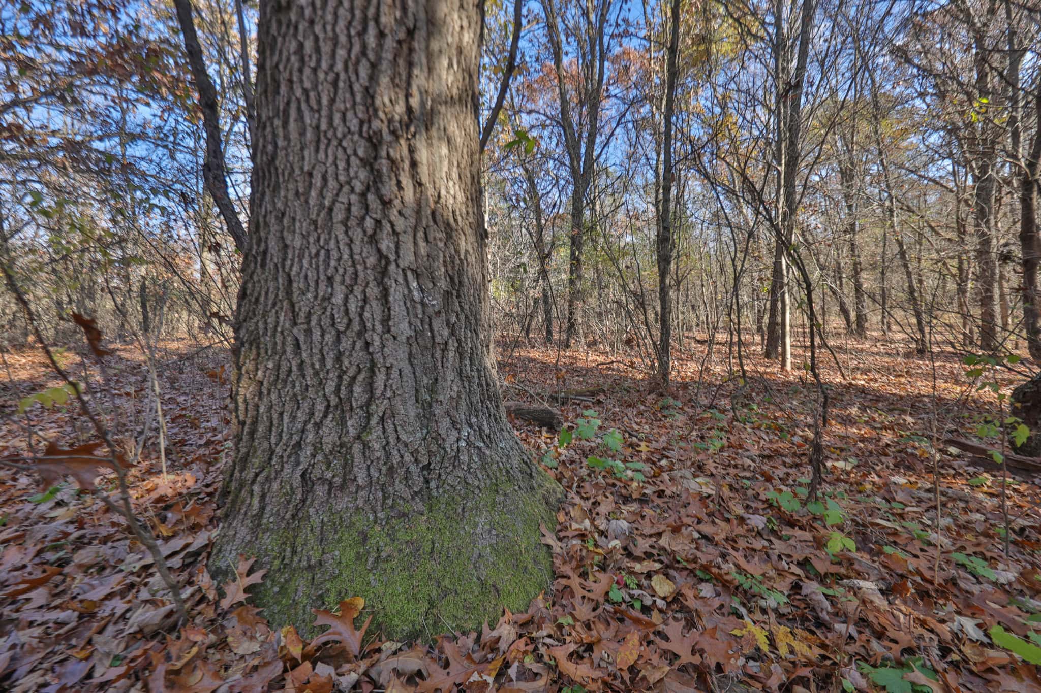 89.22-Acre Turnkey Whitetail Hunting Property in Adams County, Wisconsin