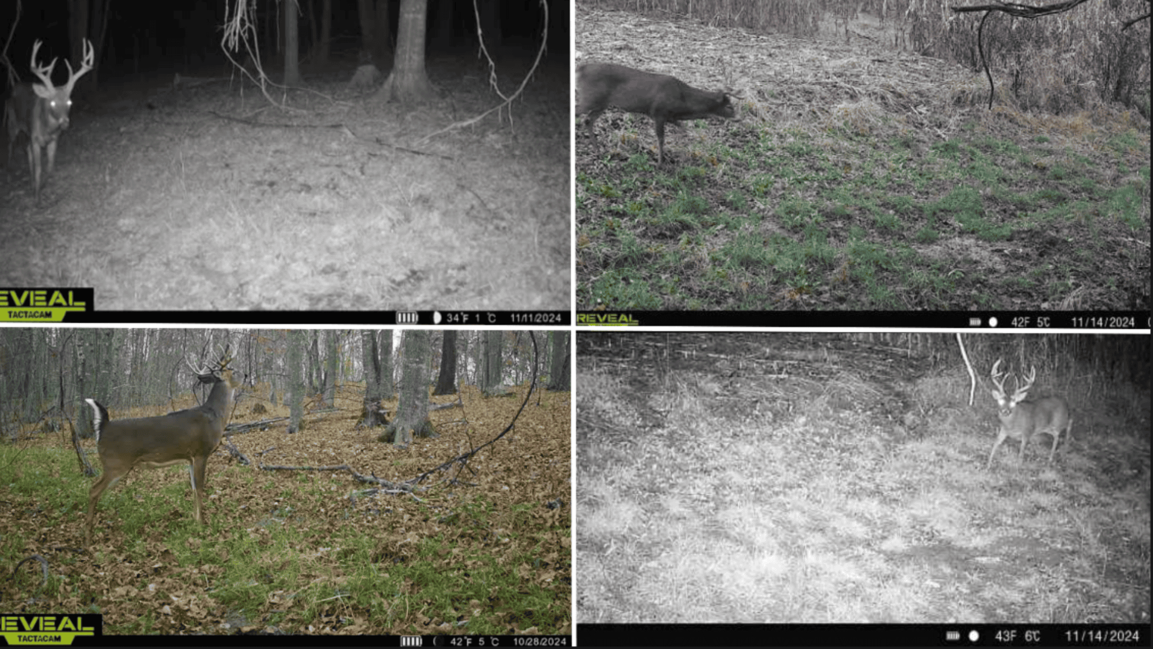 Blufftop Whitetail Estate – 39.21 Acres with Log Home & Trophy Deer Habitat in Richland County