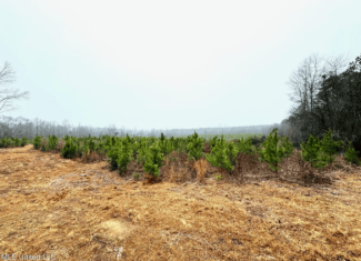 Hunting & Homesite Land Near Tylertown, MS