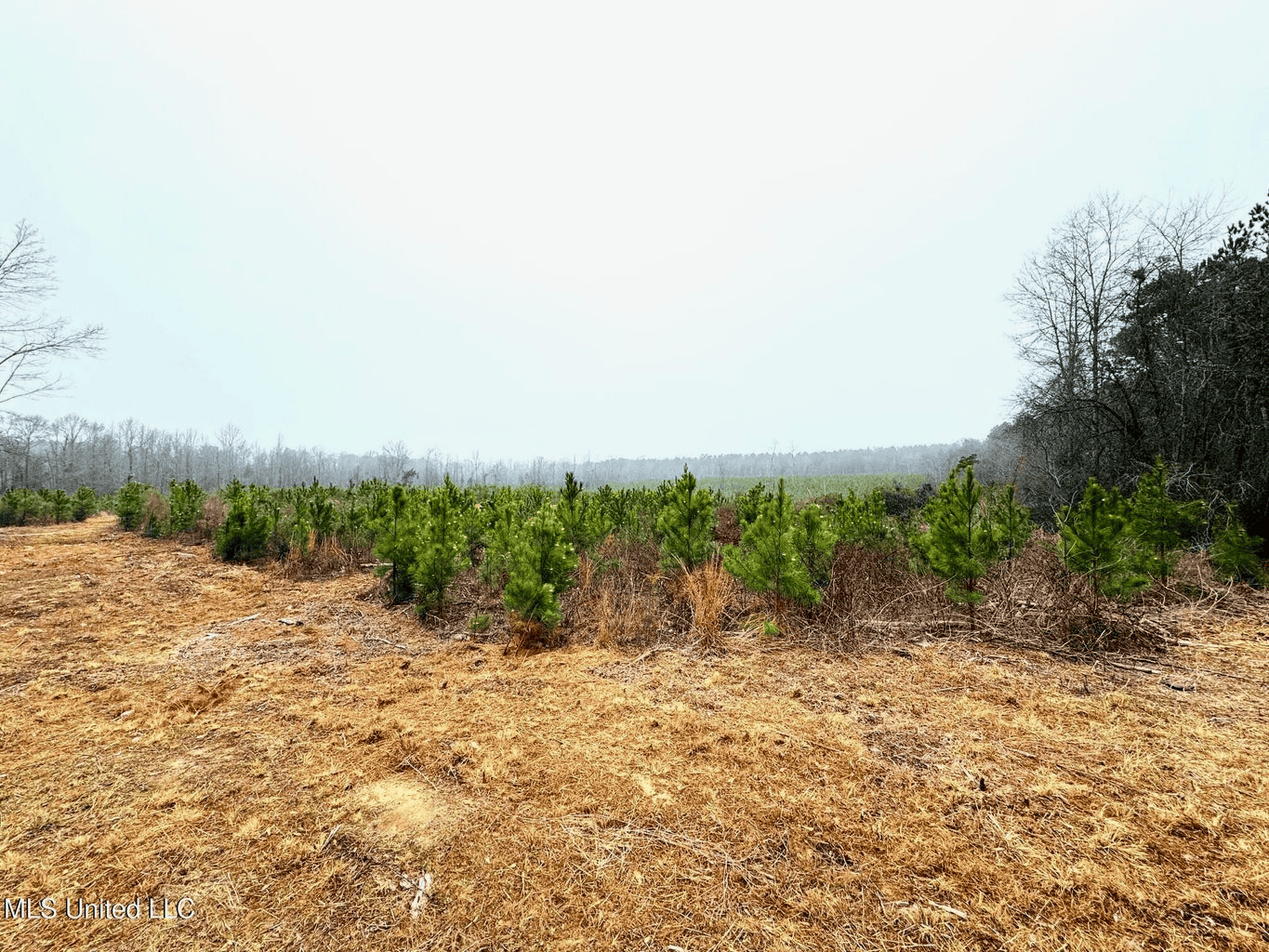Hunting & Homesite Land Near Tylertown, MS