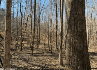 Hunting Land for Sale in Yalobusha County, MS