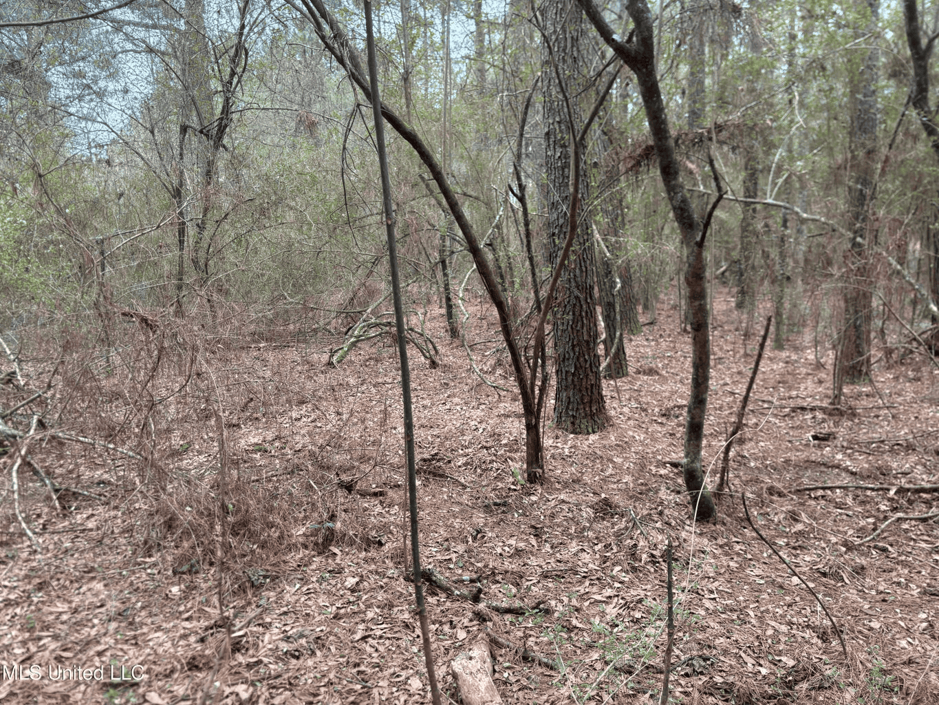 18 Acre Homesite in Magnolia, MS, Pike County