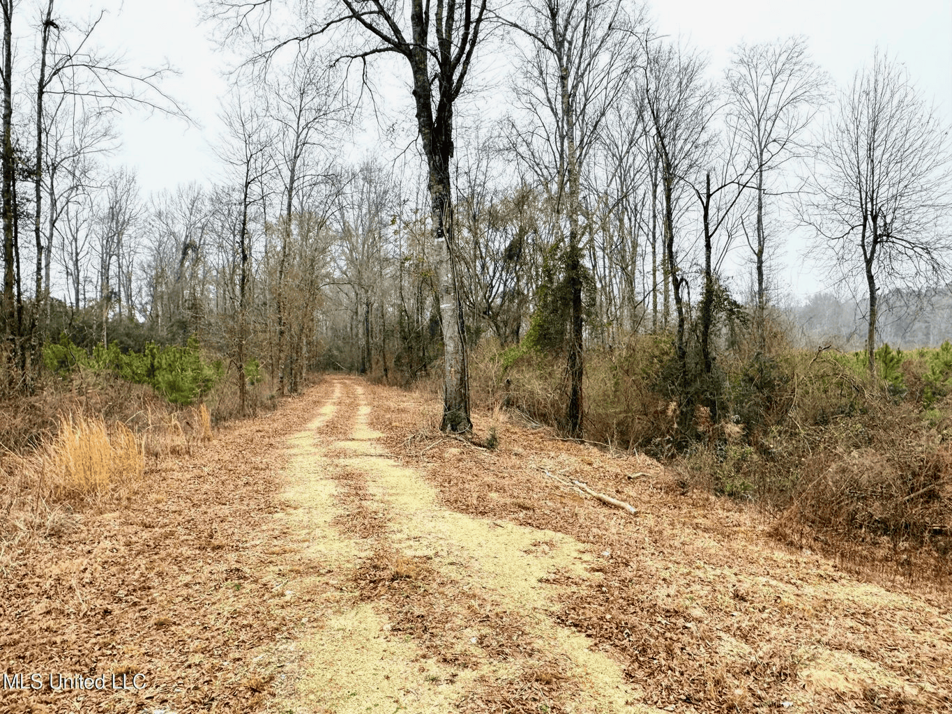 Hunting & Homesite Land Near Tylertown, MS