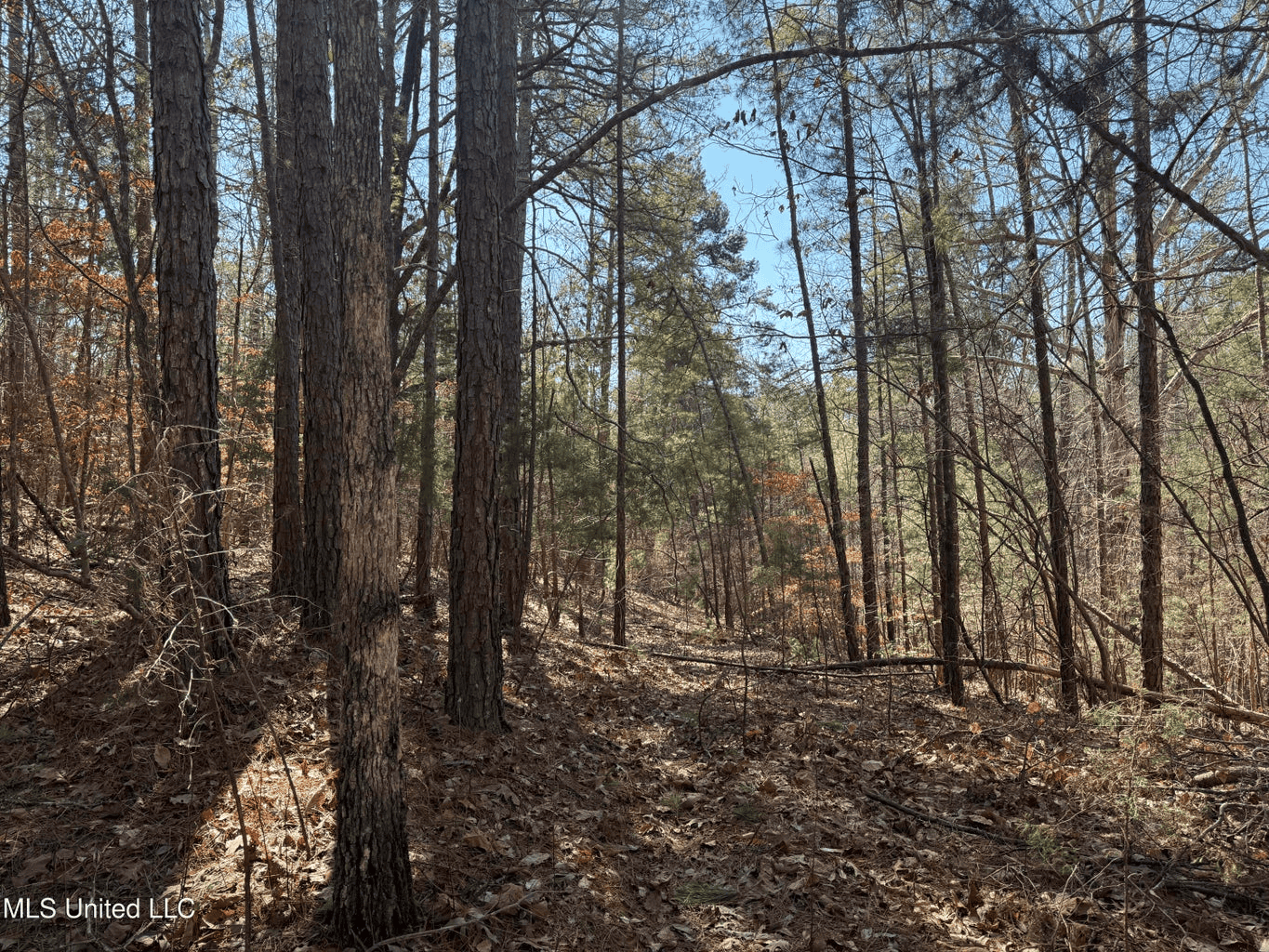 Hunting Land for Sale in Yalobusha County, MS