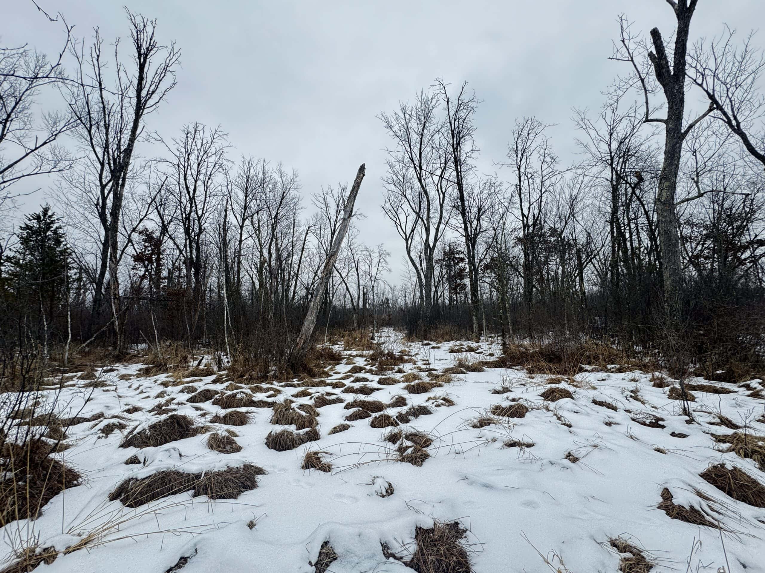 81.54± Acre Parcel in the Town of Clearfield, Juneau County