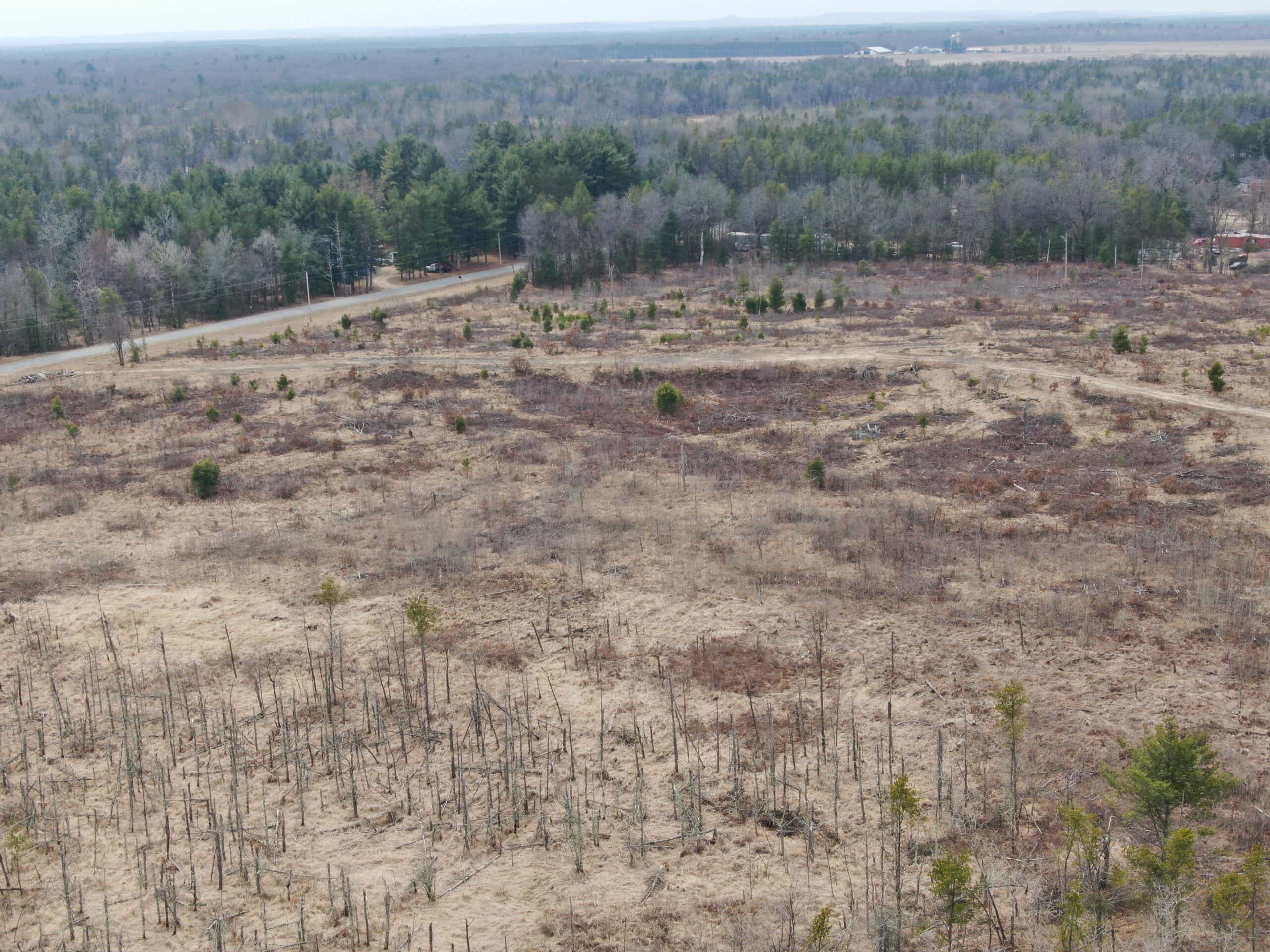 80 Acres of Juneau County Timber Land